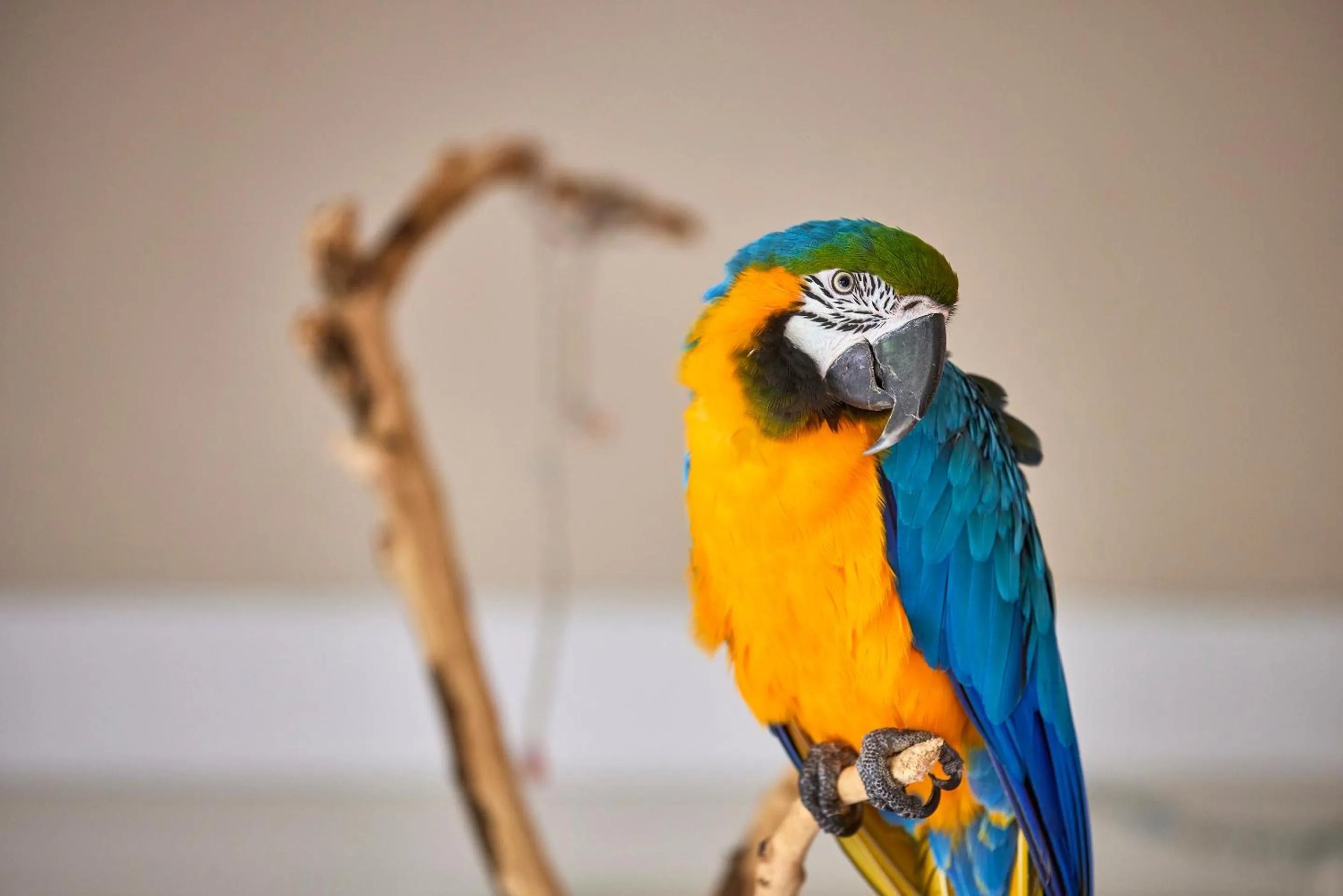 Animals in Casa Son Sant Jordi