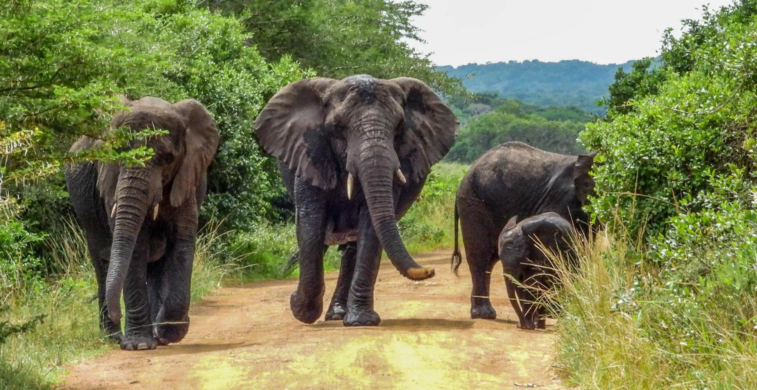 Natural landscape in SleepOver Phabeni
