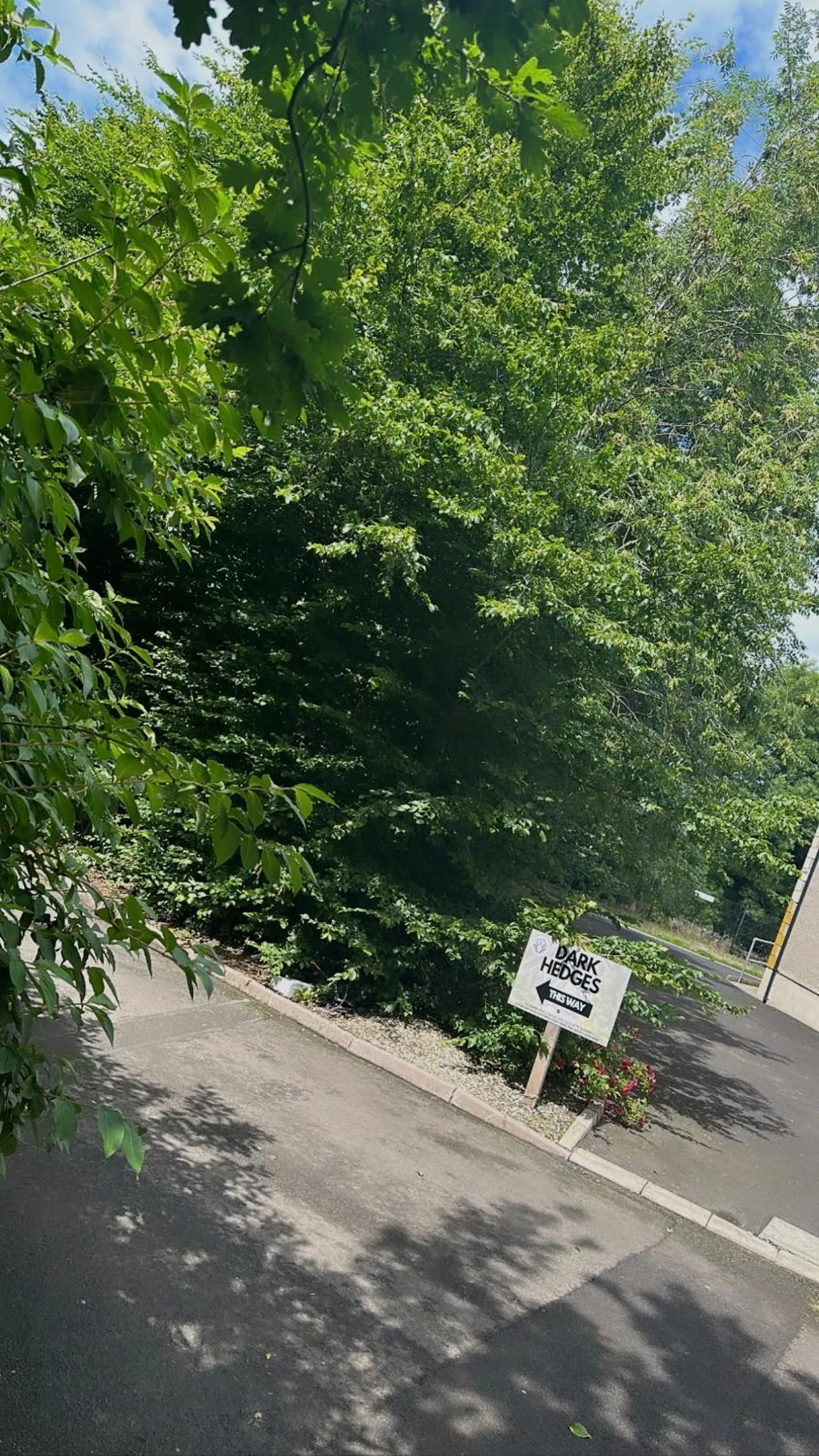 Natural landscape in The Hedges Hotel
