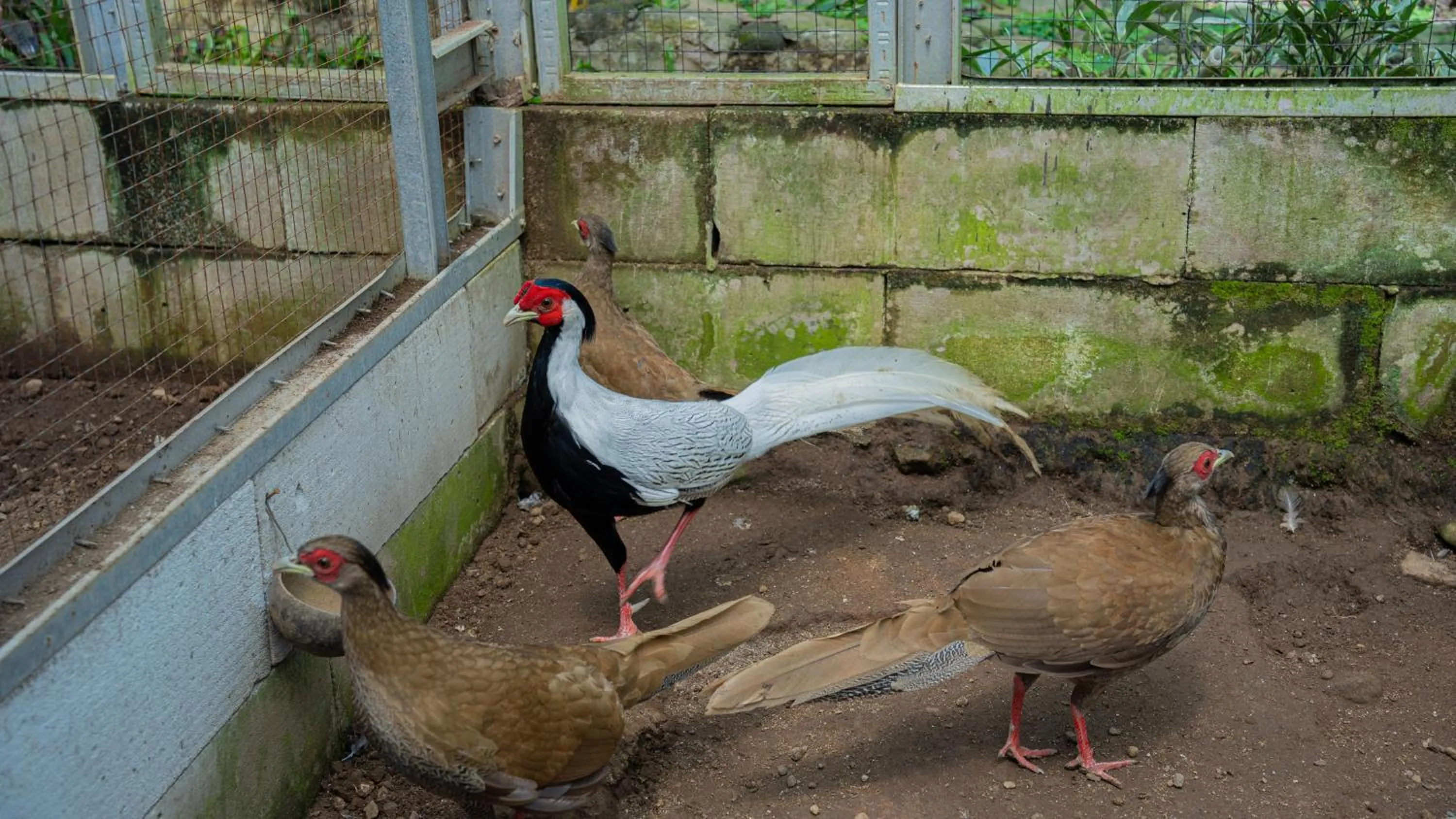 Activities in Leuweung Geledegan Ecoldge