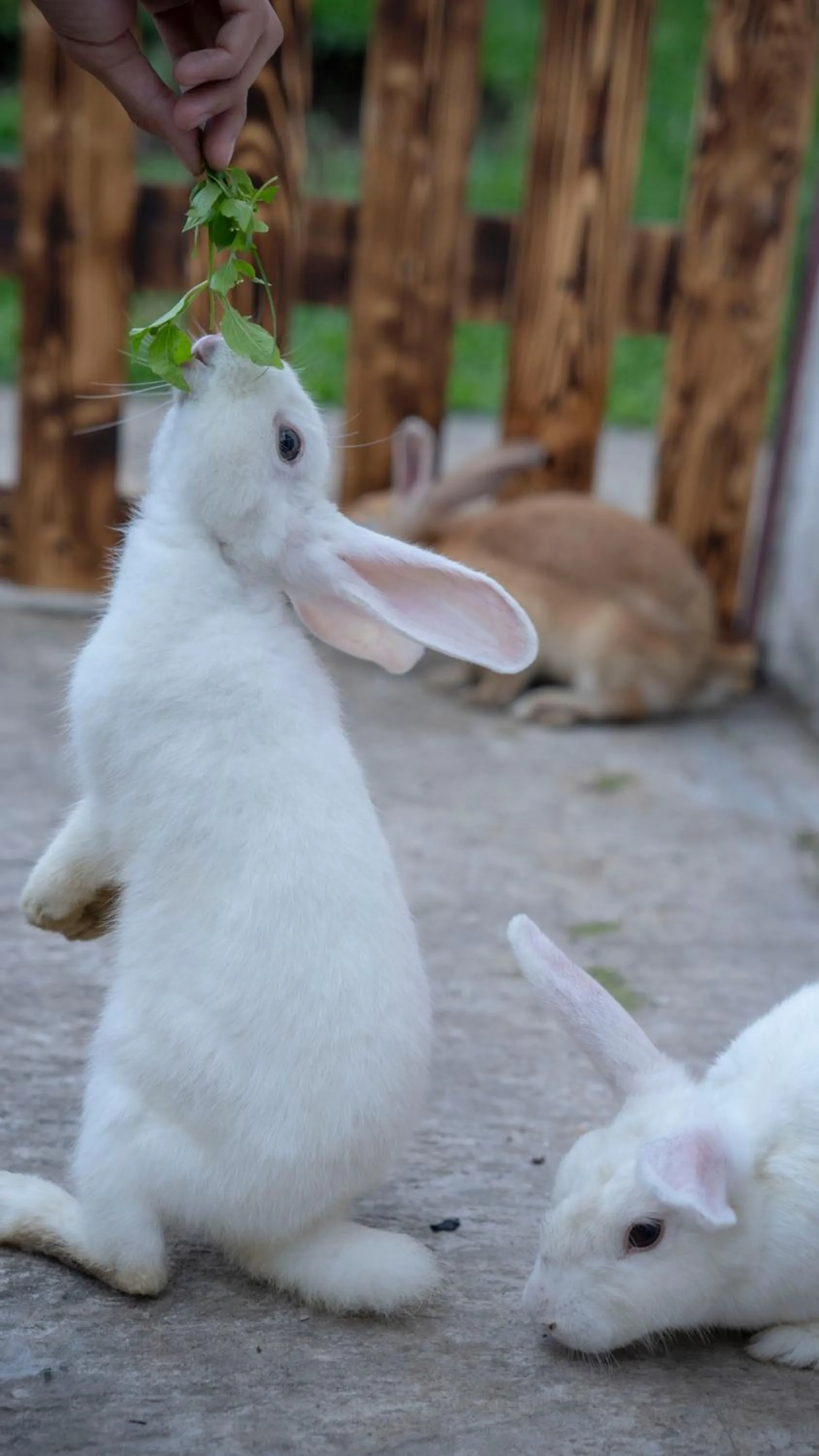 Day in Leuweung Geledegan Ecoldge