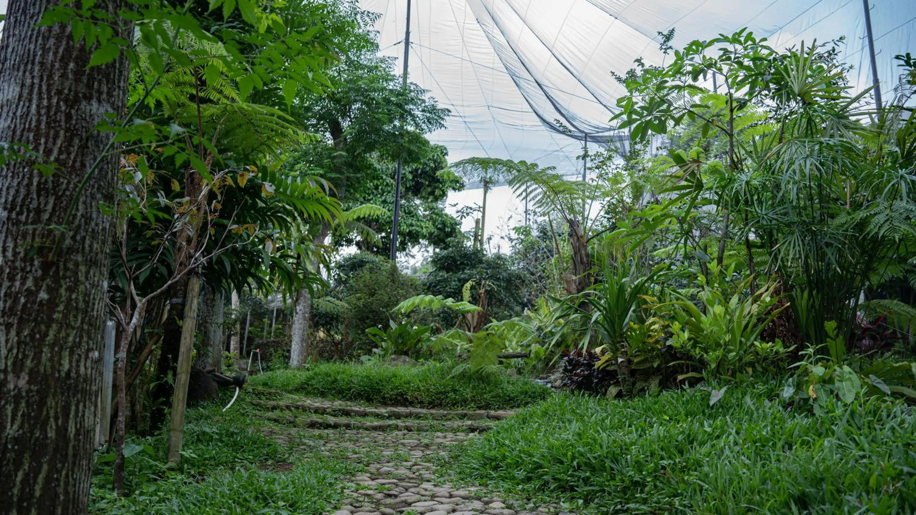 Spring in Leuweung Geledegan Ecoldge