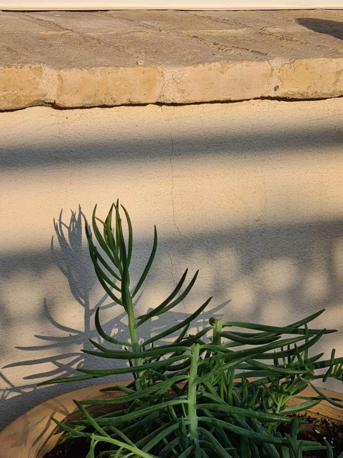 Balcony/Terrace in Hostal Hom Museo