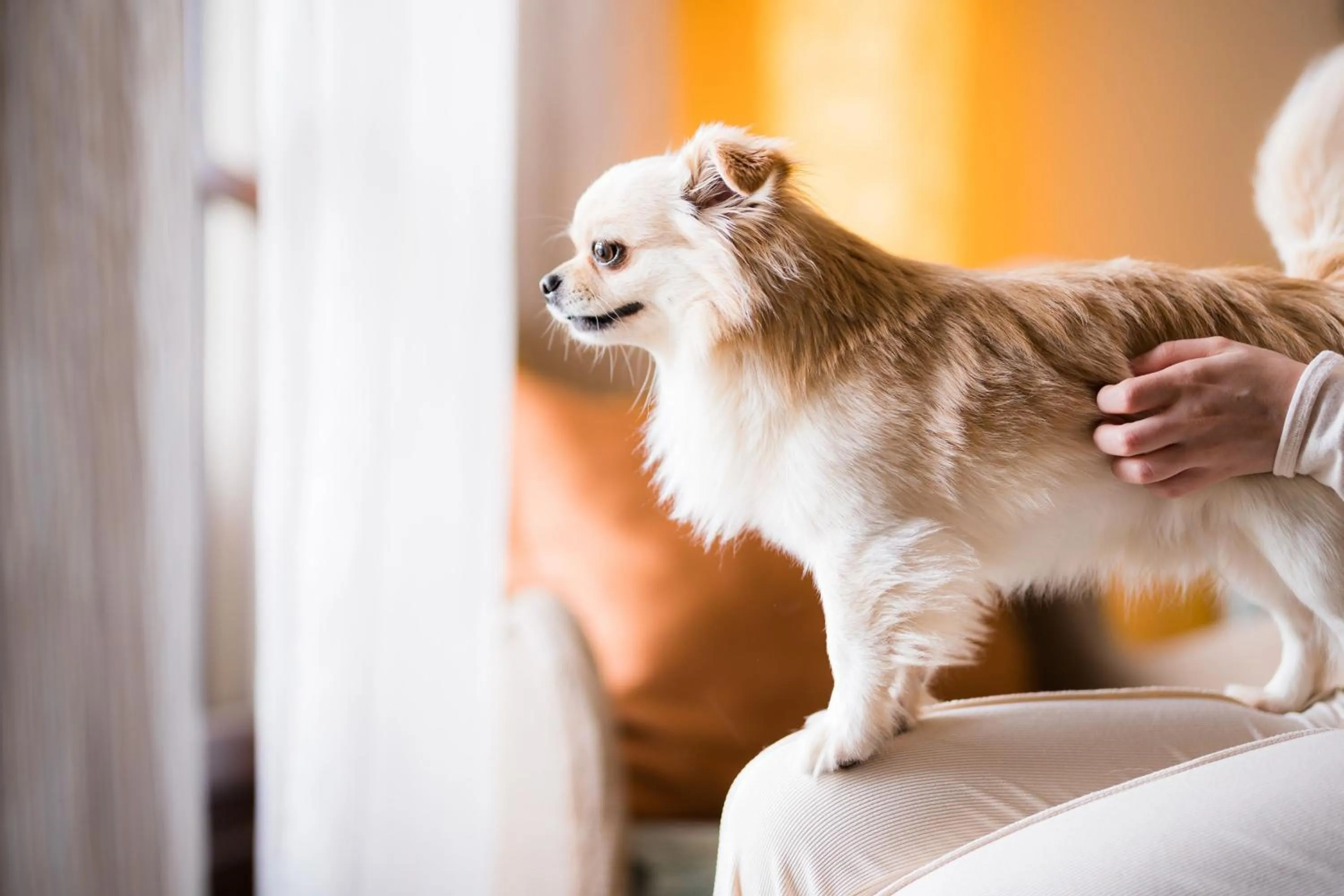 Other in Sheraton Mallorca Arabella Golf Hotel