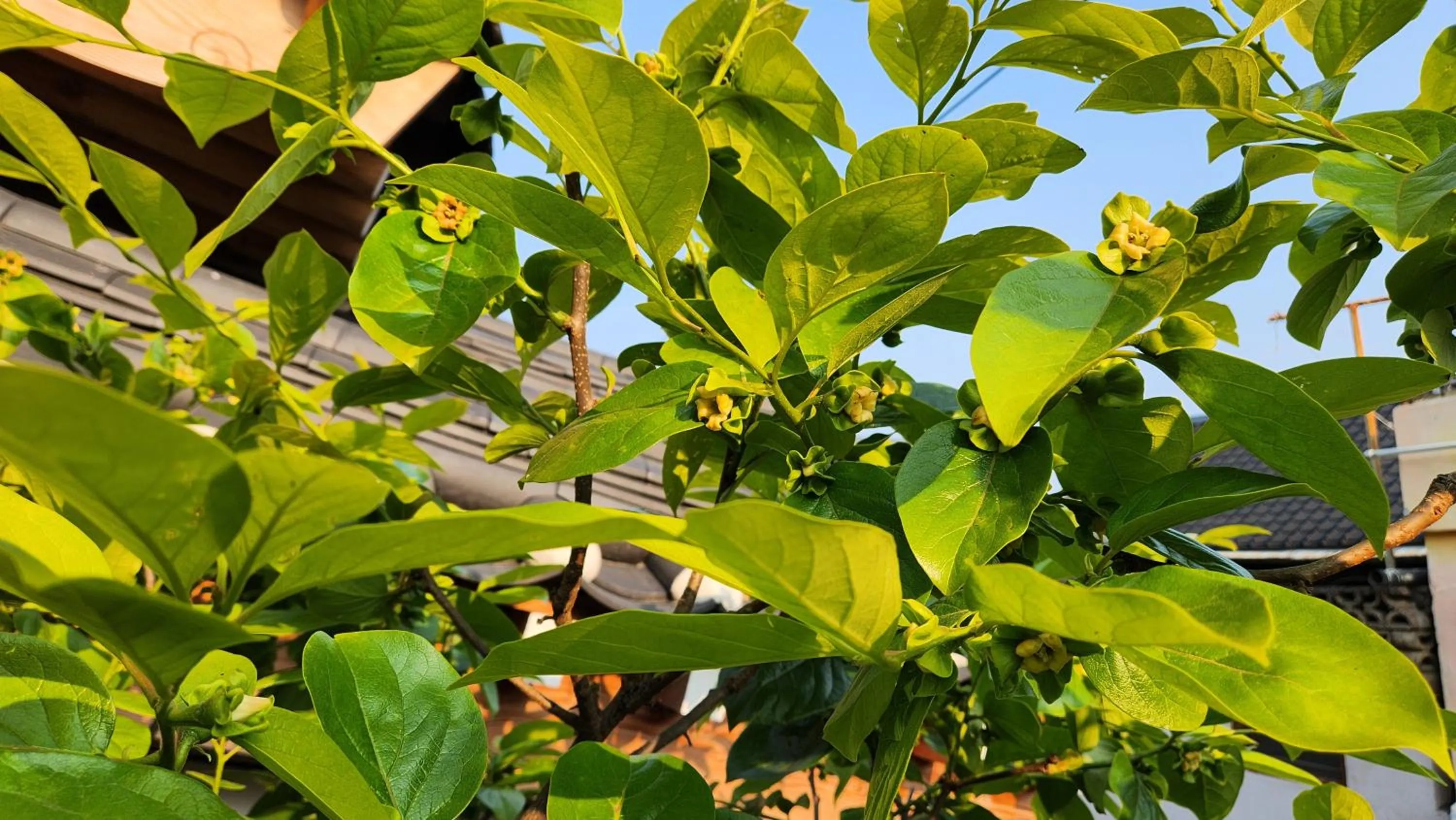 Garden view in HanokInn