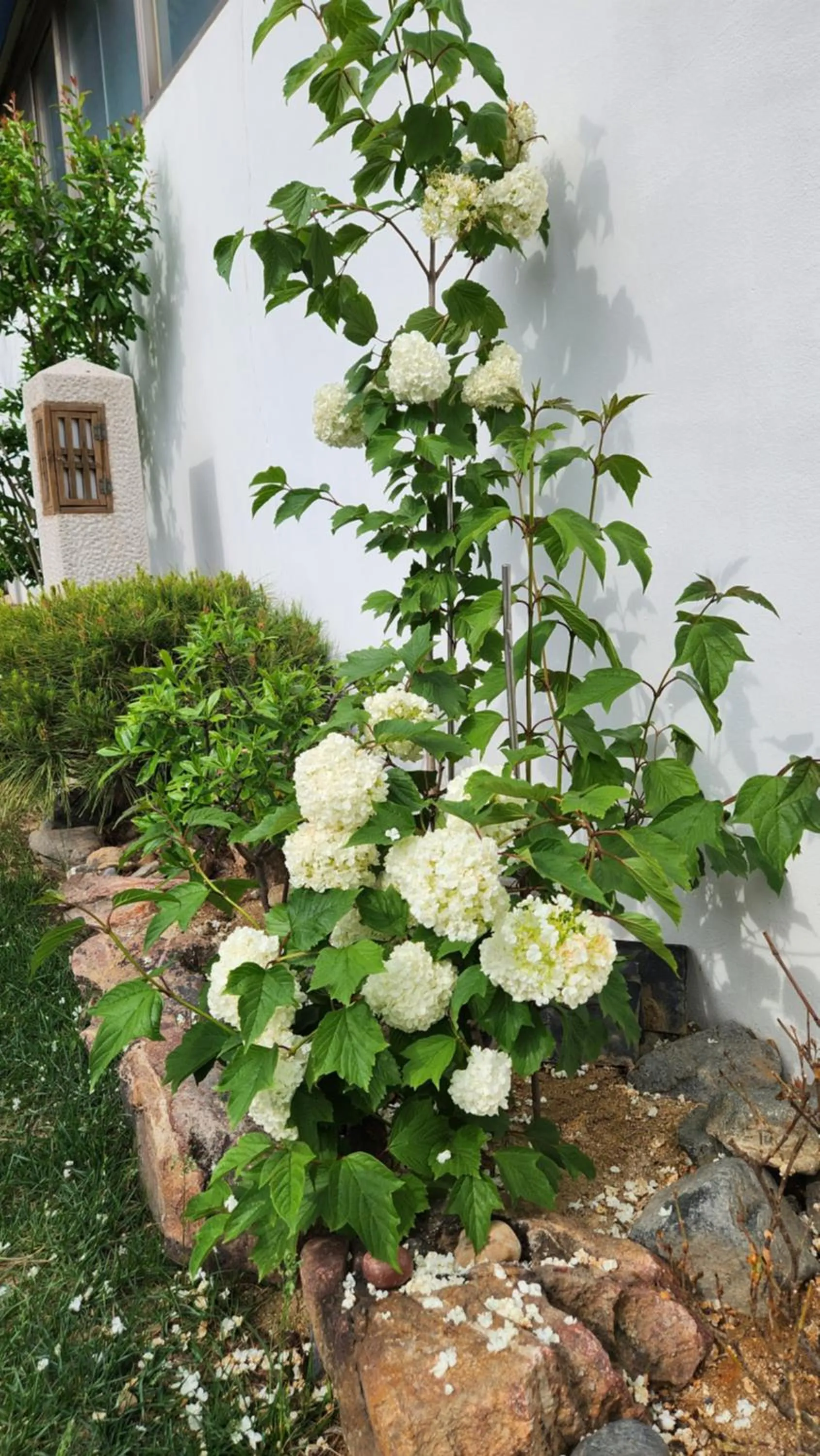 Garden view in HanokInn