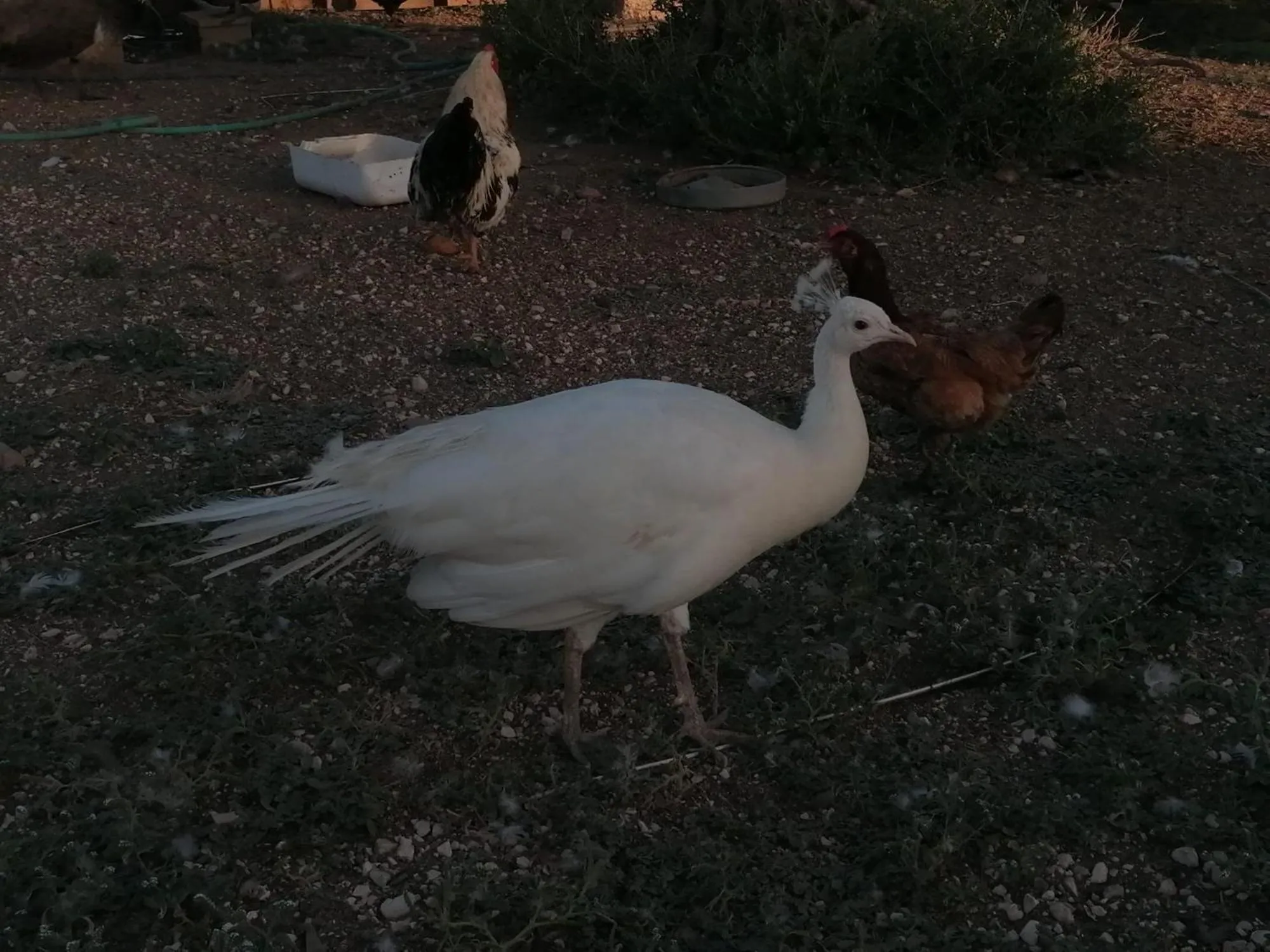 Animals in Camping Carlos III