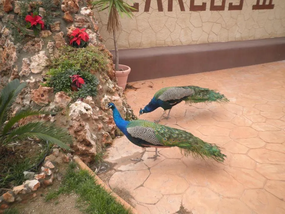 Animals in Camping Carlos III