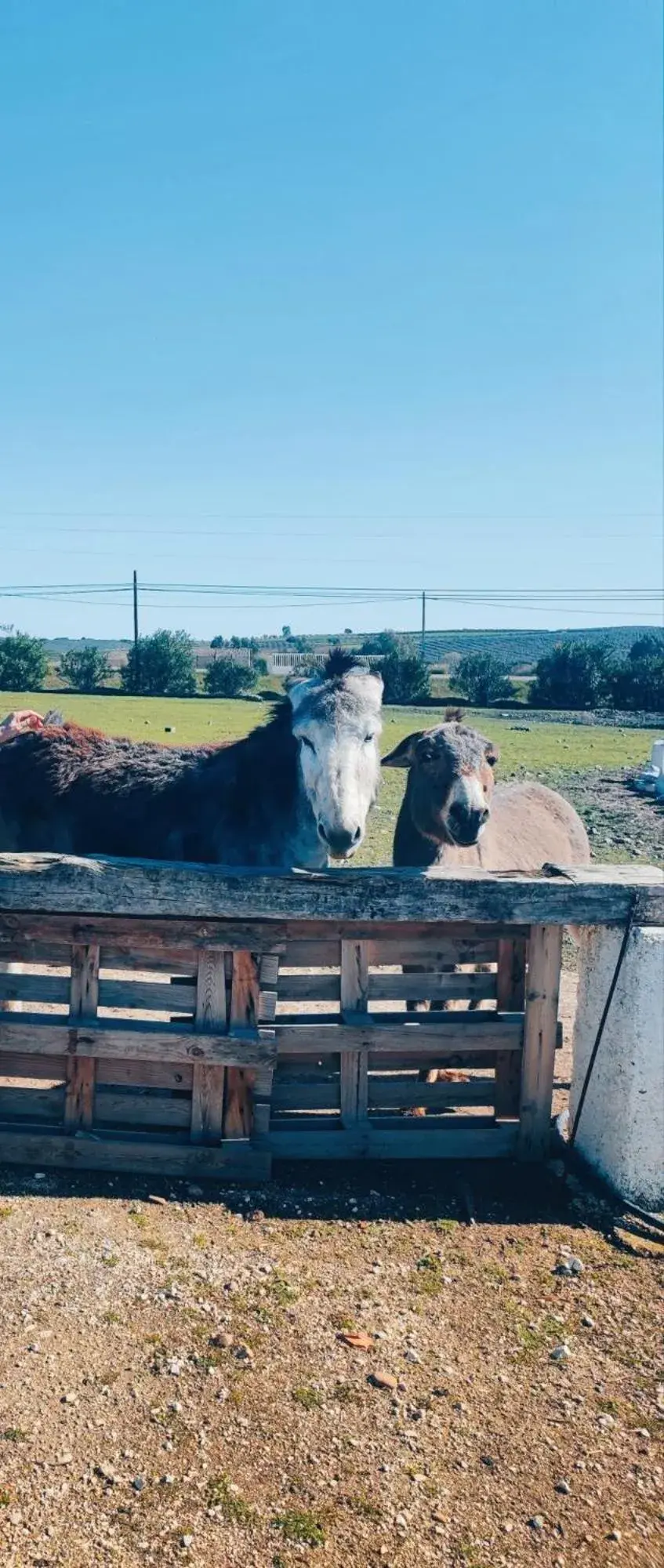 Property building in Camping Carlos III Property building in Camping Carlos III