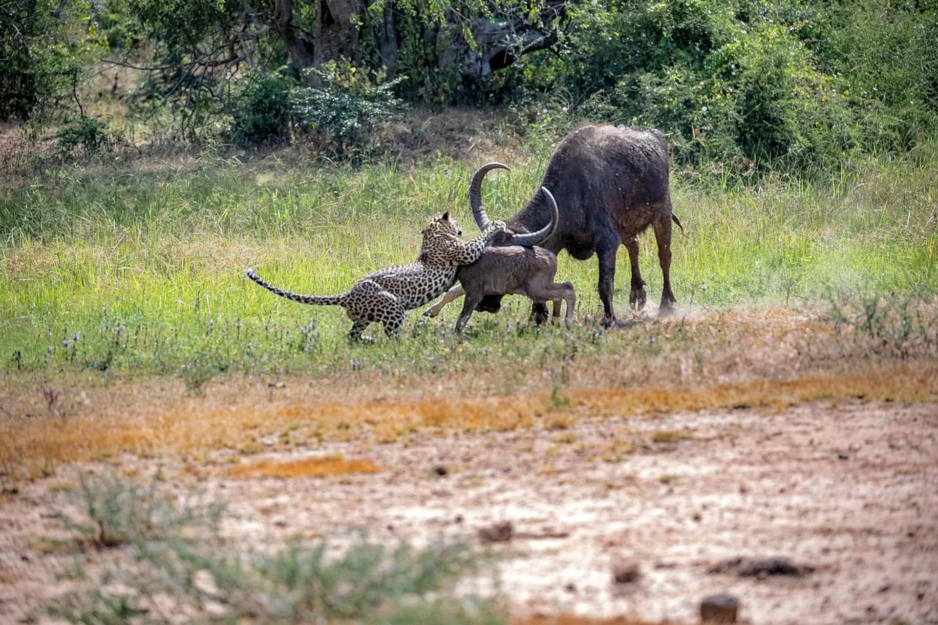 Animals in Allure Yala Luxury Suites by Allure Leisure