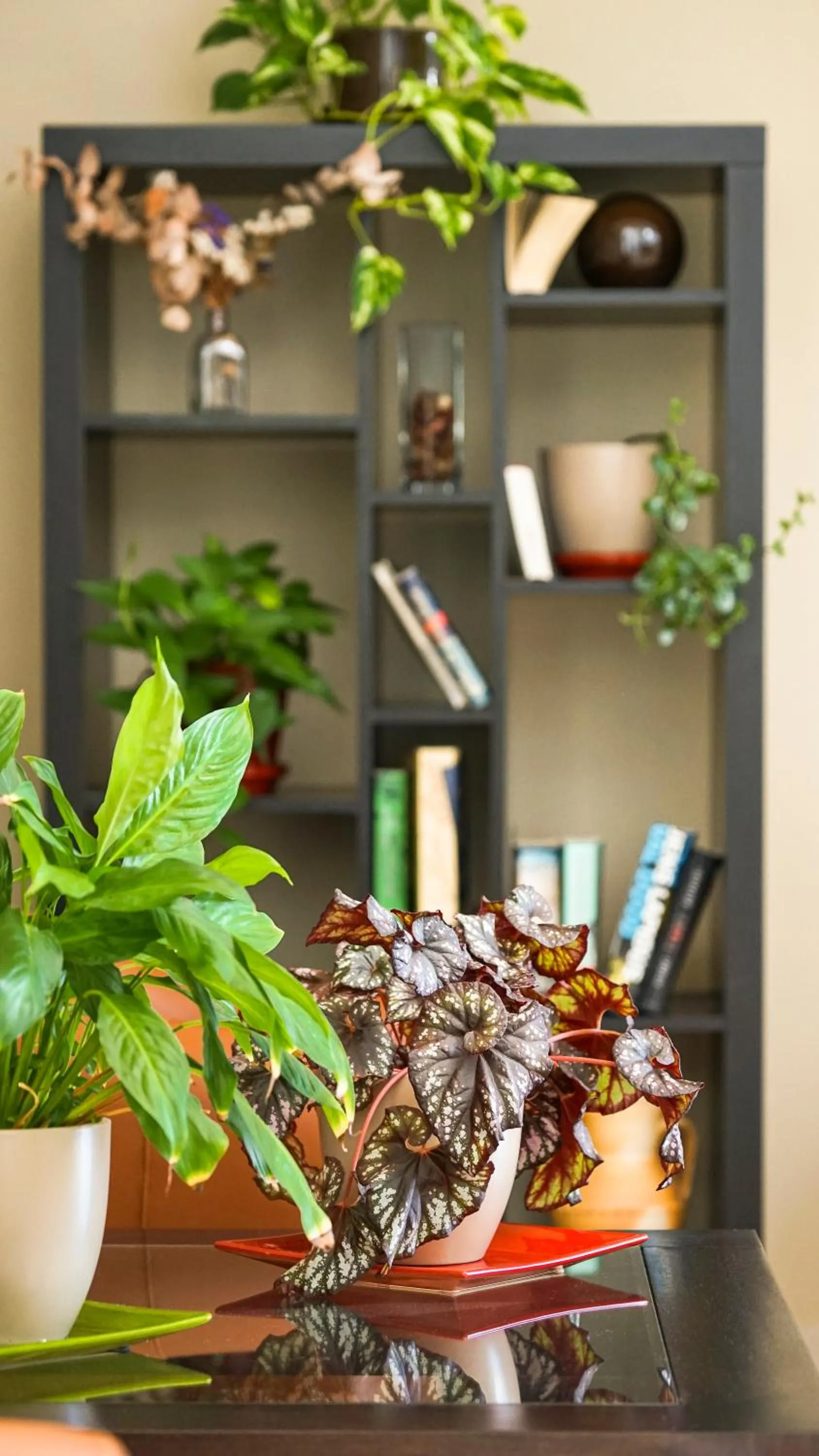 Area and facilities in Hotel Pradillo Conil