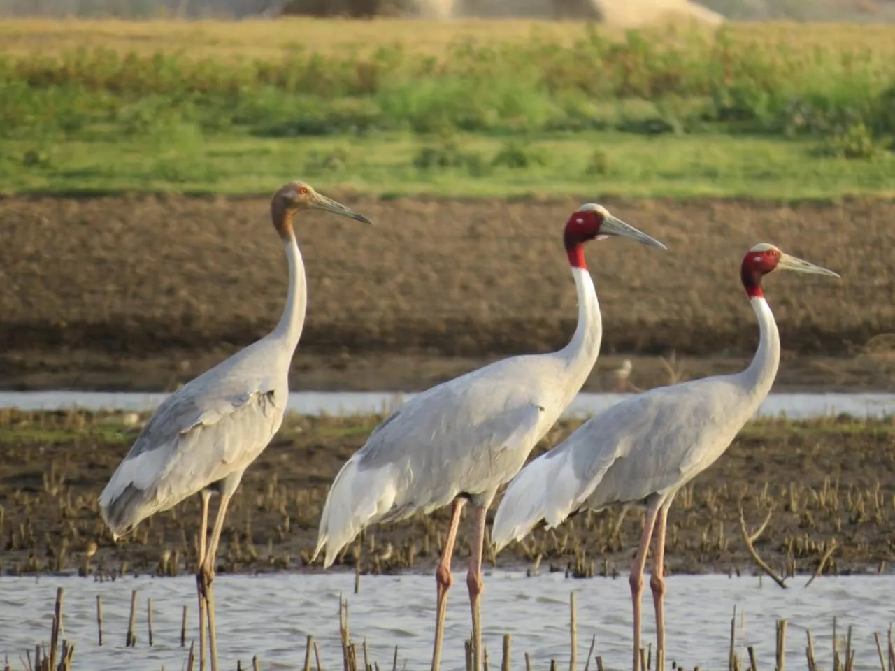 Animals in Clarks Safari Jawai