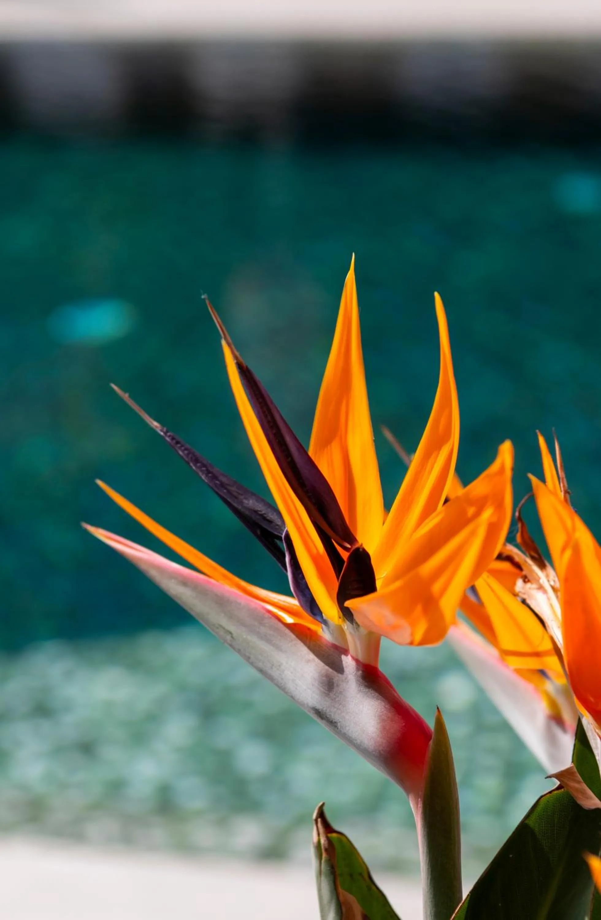 Swimming pool in AQUA Hotel Promenade & Spa 4Sup