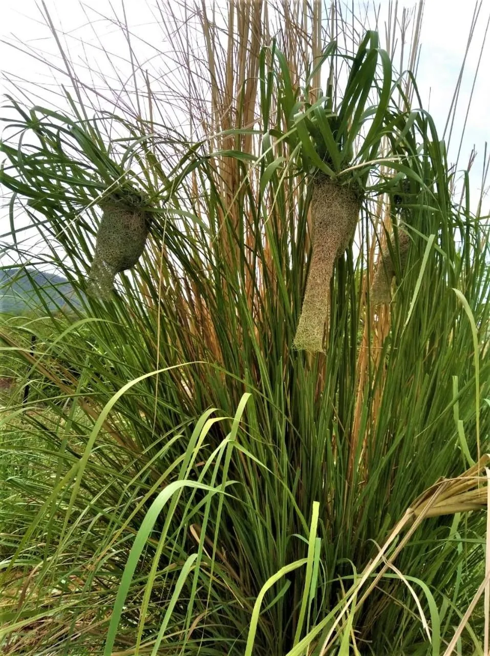 Garden in Sariska Kasba - A Village Resort