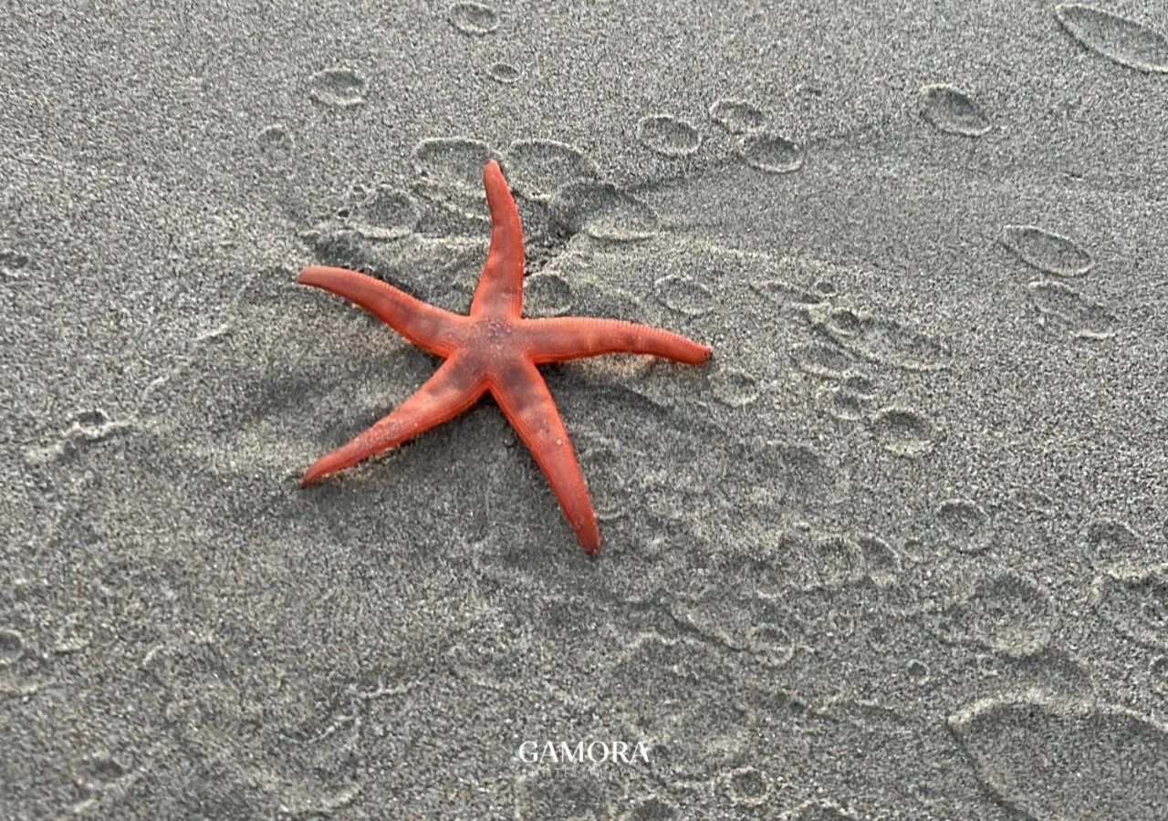 Beach in Gamora Hotel Playa