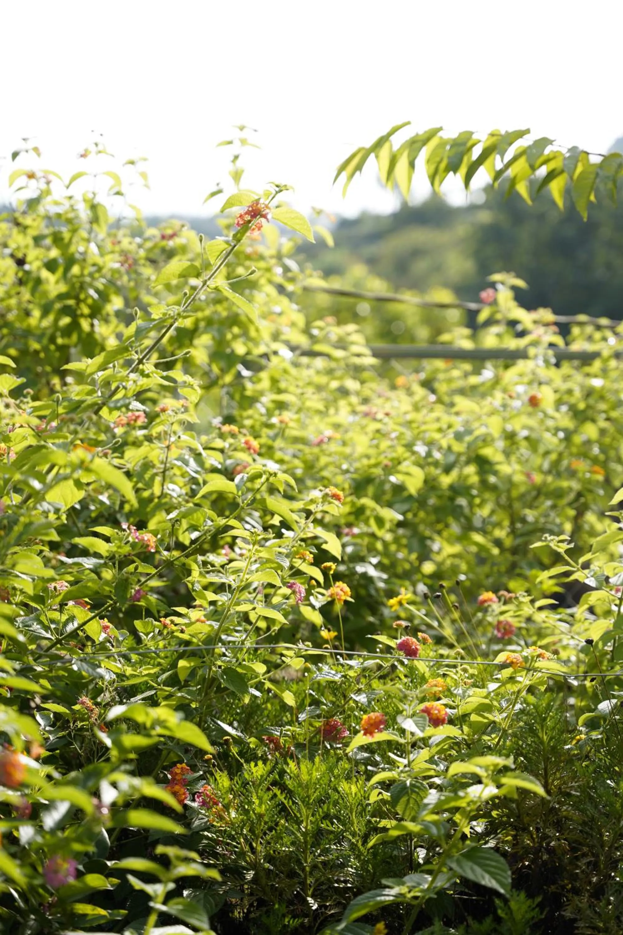 Garden in GREENECO DA LAT HOTEL - Khách sạn Green Eco Đà Lạt