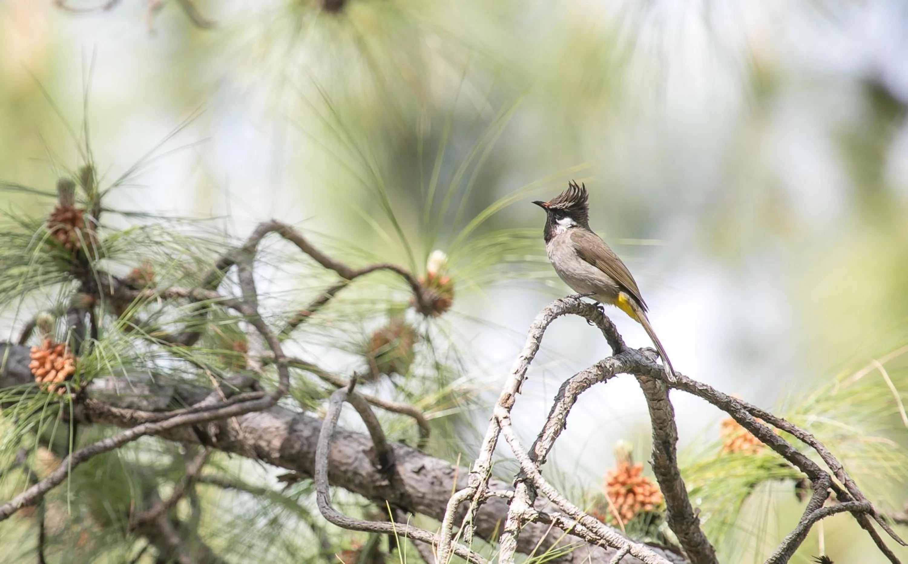 Other in SaffronStays Ekam Walnut Suite, Chail