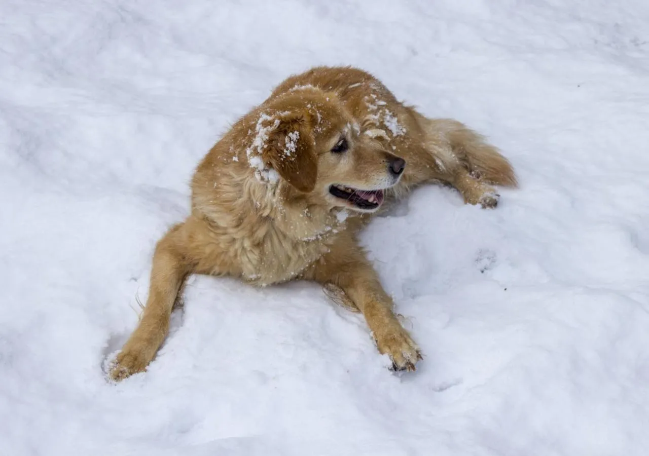 Pets in SaffronStays Ekam Walnut Suite, Chail