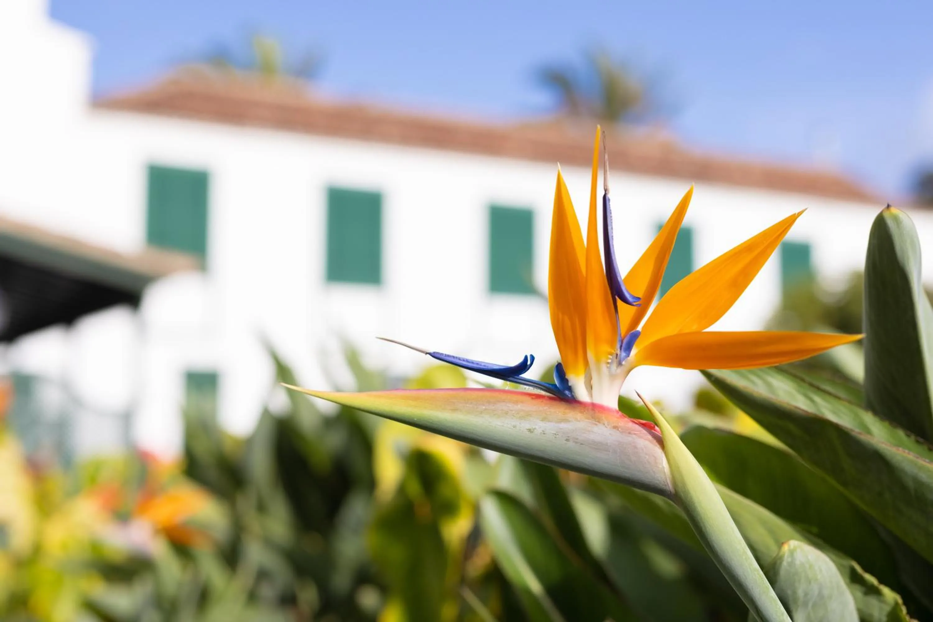 Garden in Hotel El Patio