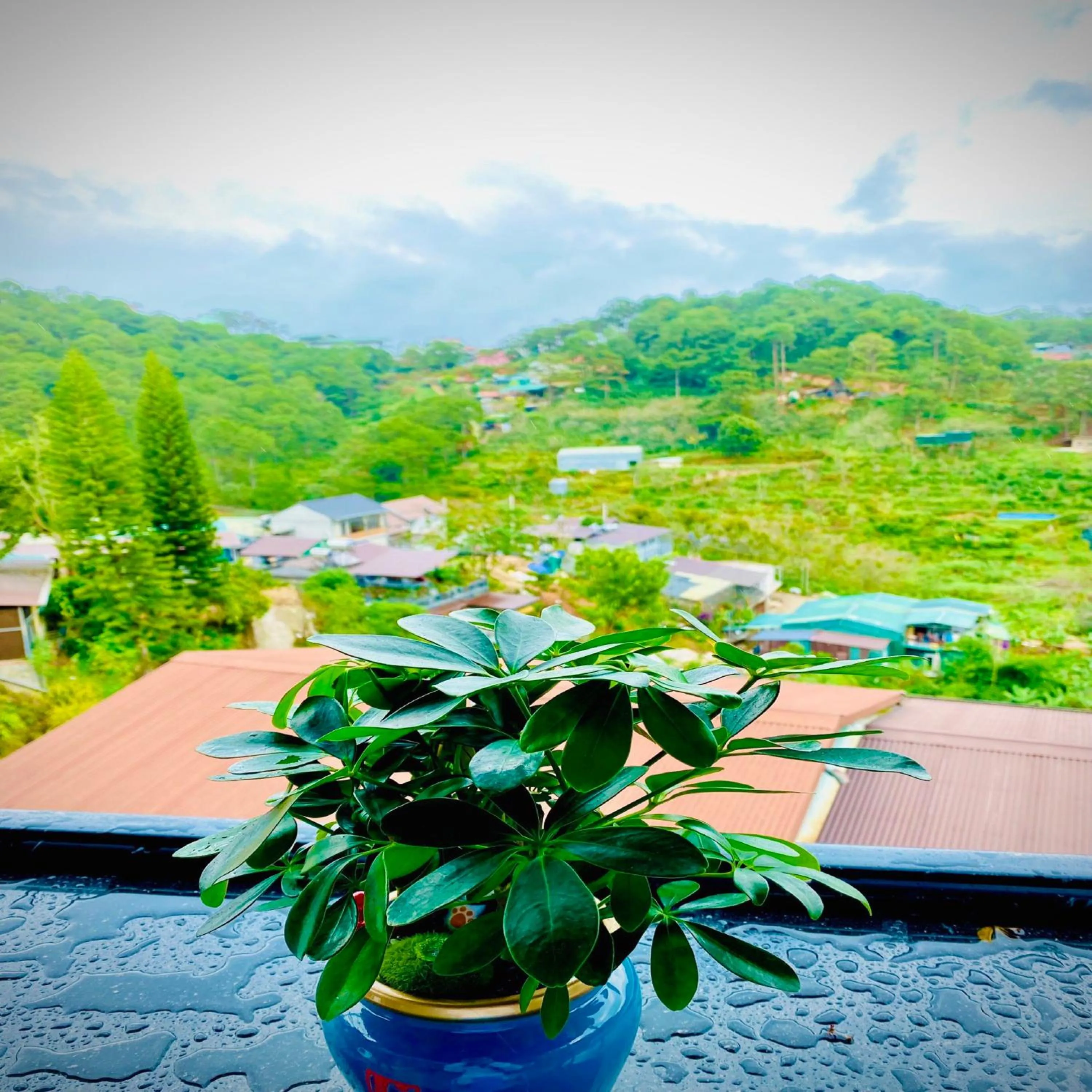 Natural landscape in Pine Forest House Dalat