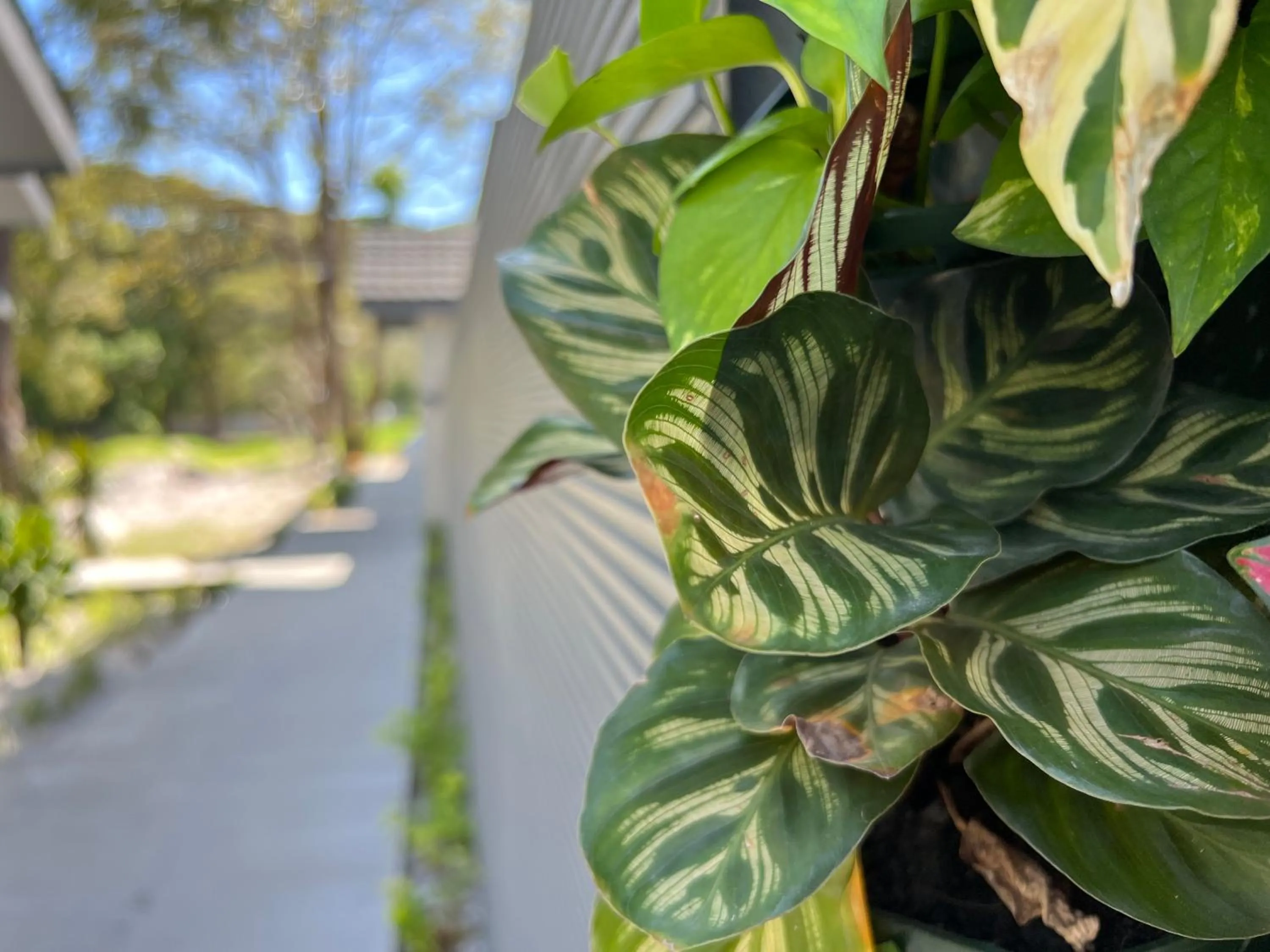 Day in Looma Private Pool Villas