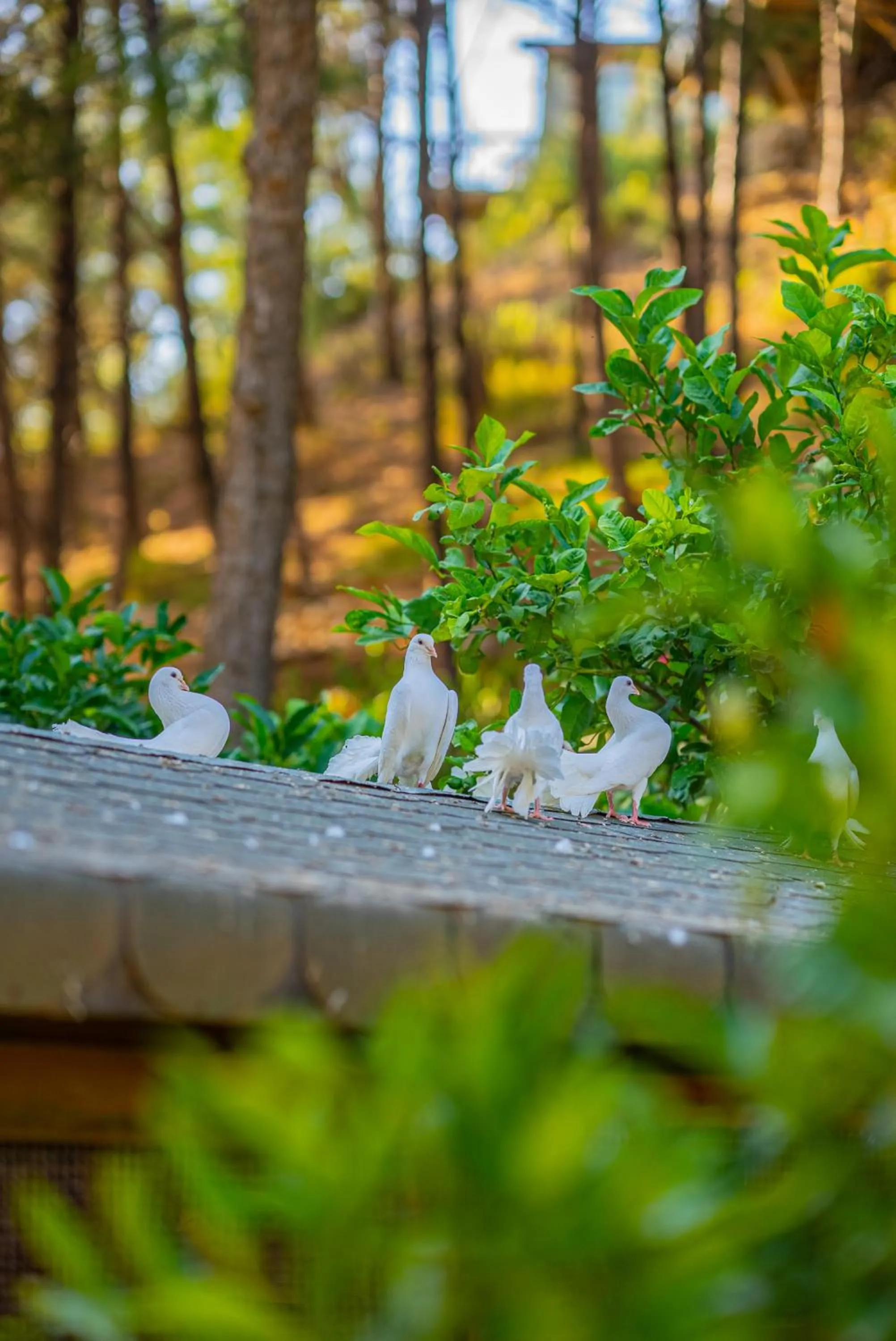 View (from property/room) in Kairos Valley Wellness & Longevity