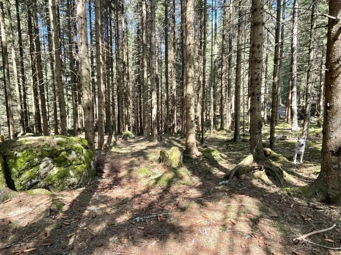 Garden in Apartmány Foresta Jasná