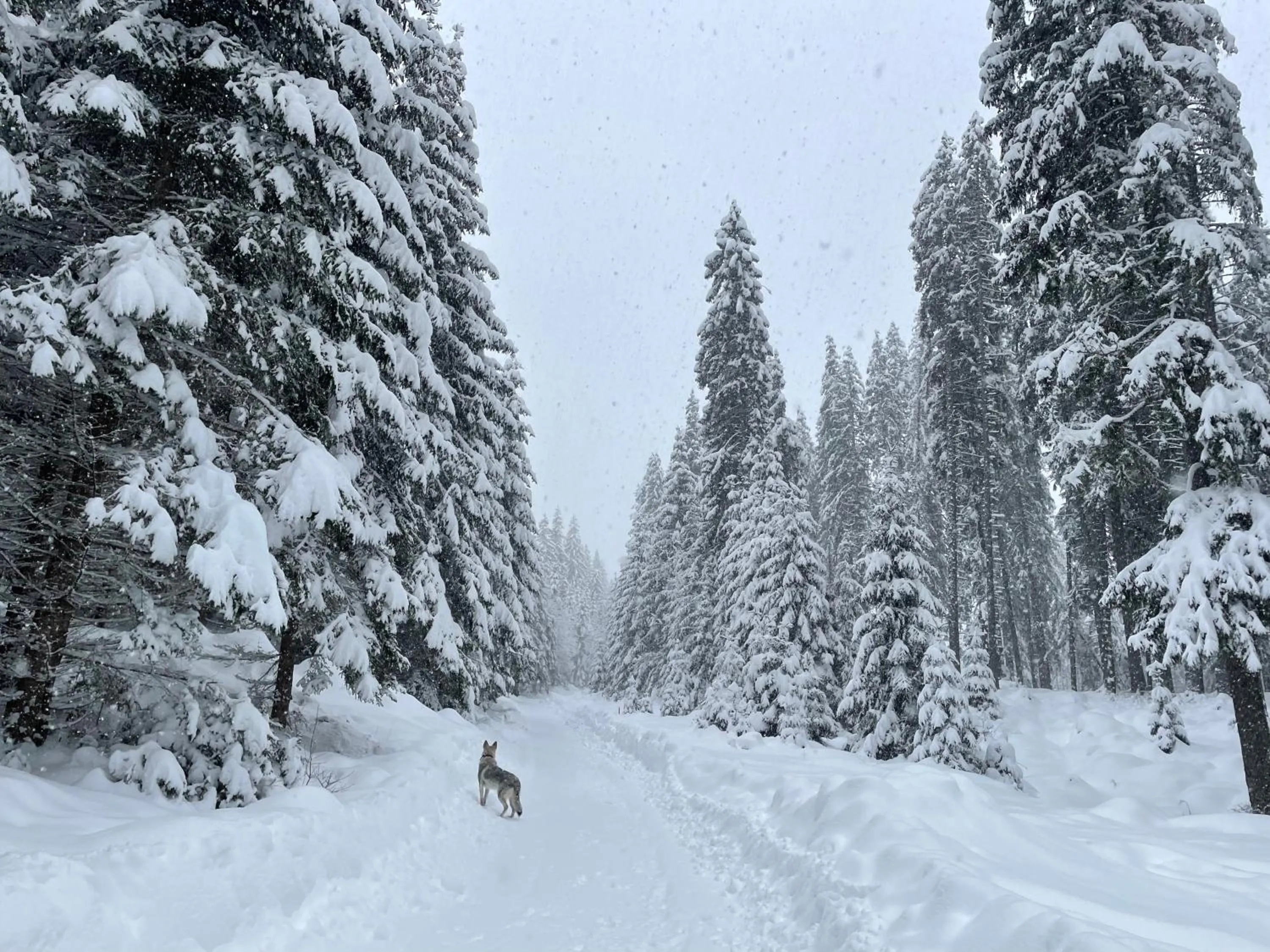 Natural landscape in Apartmány Foresta Jasná