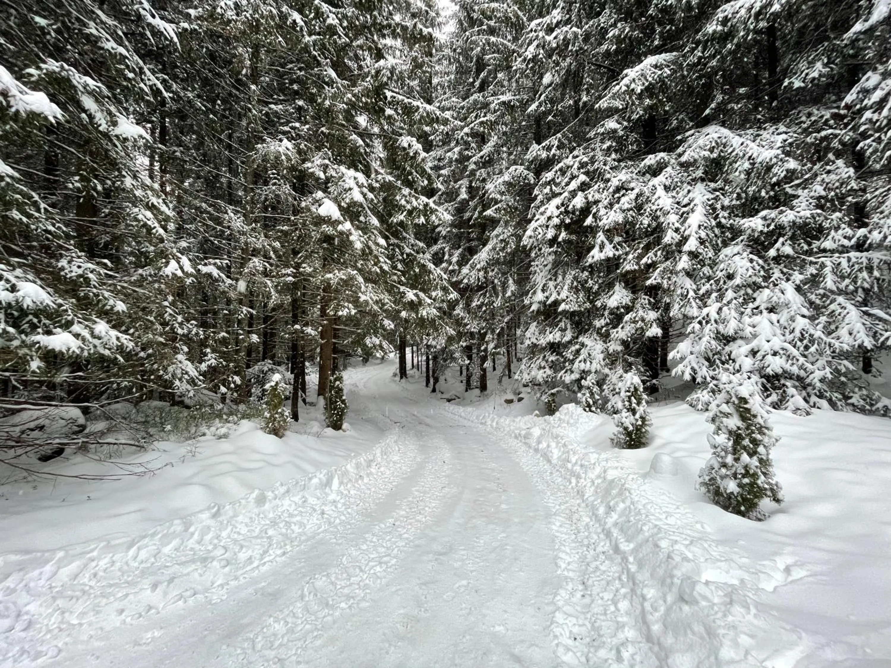 Natural landscape in Apartmány Foresta Jasná