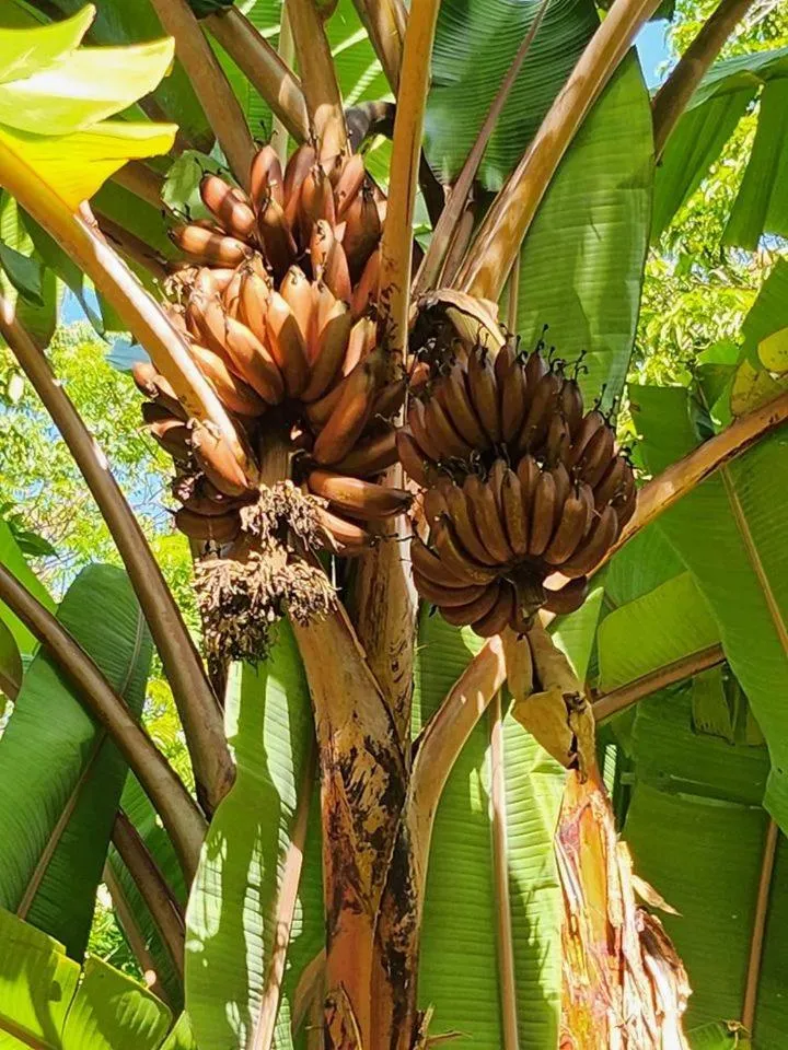 Natural landscape in Islanders Paradise Beach
