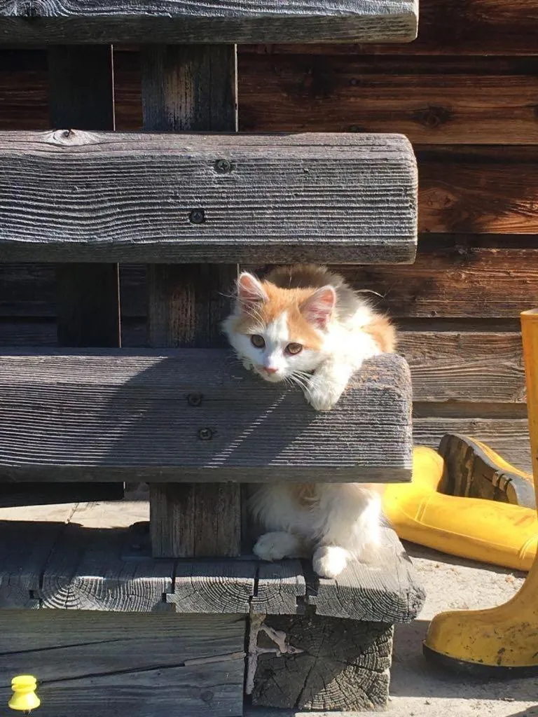 Pets in Ferienhaus Willms am Gaisberg