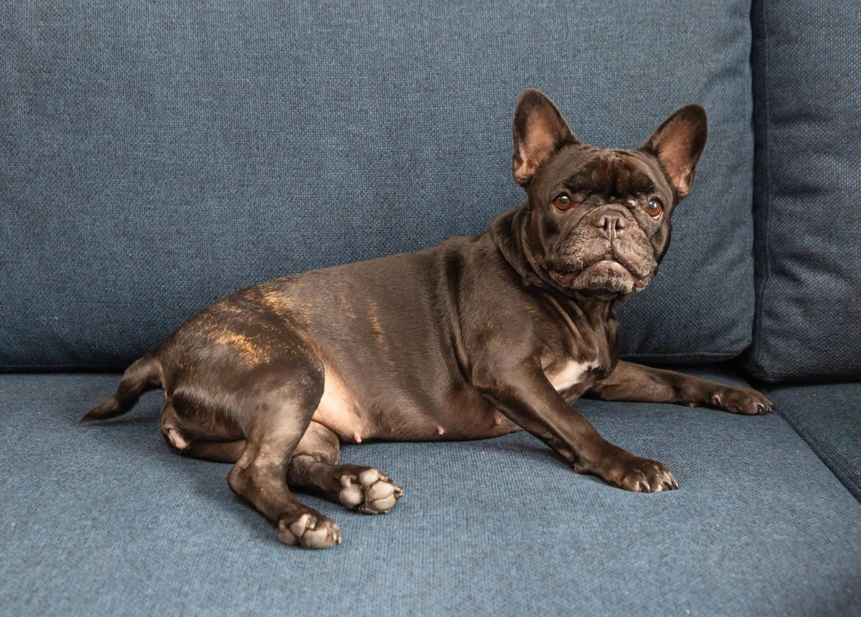 pet friendly in Hilton Garden Inn São José do Rio Preto