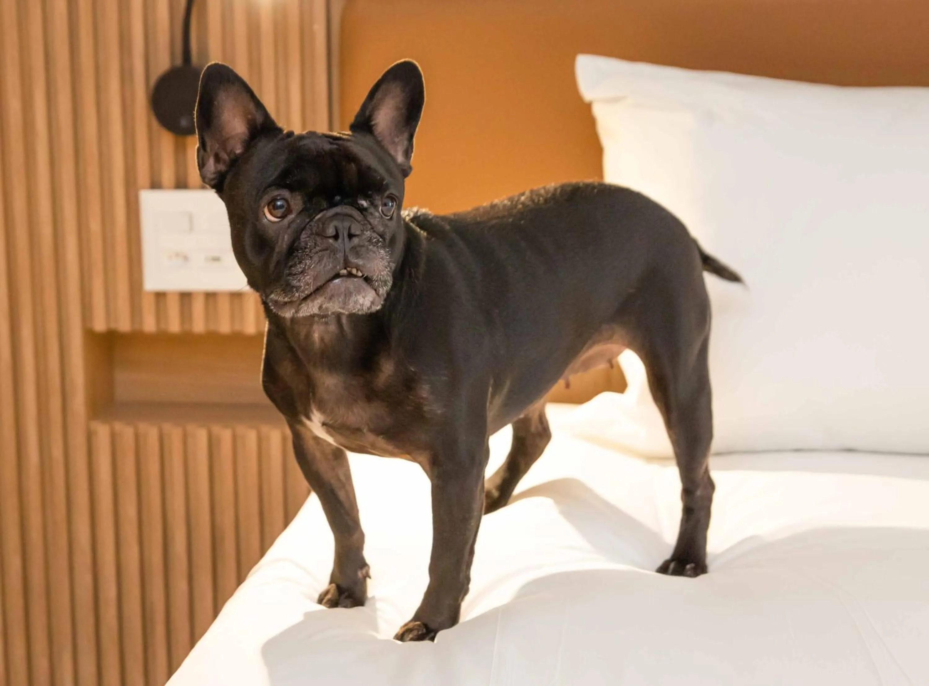 pet friendly in Hilton Garden Inn São José do Rio Preto
