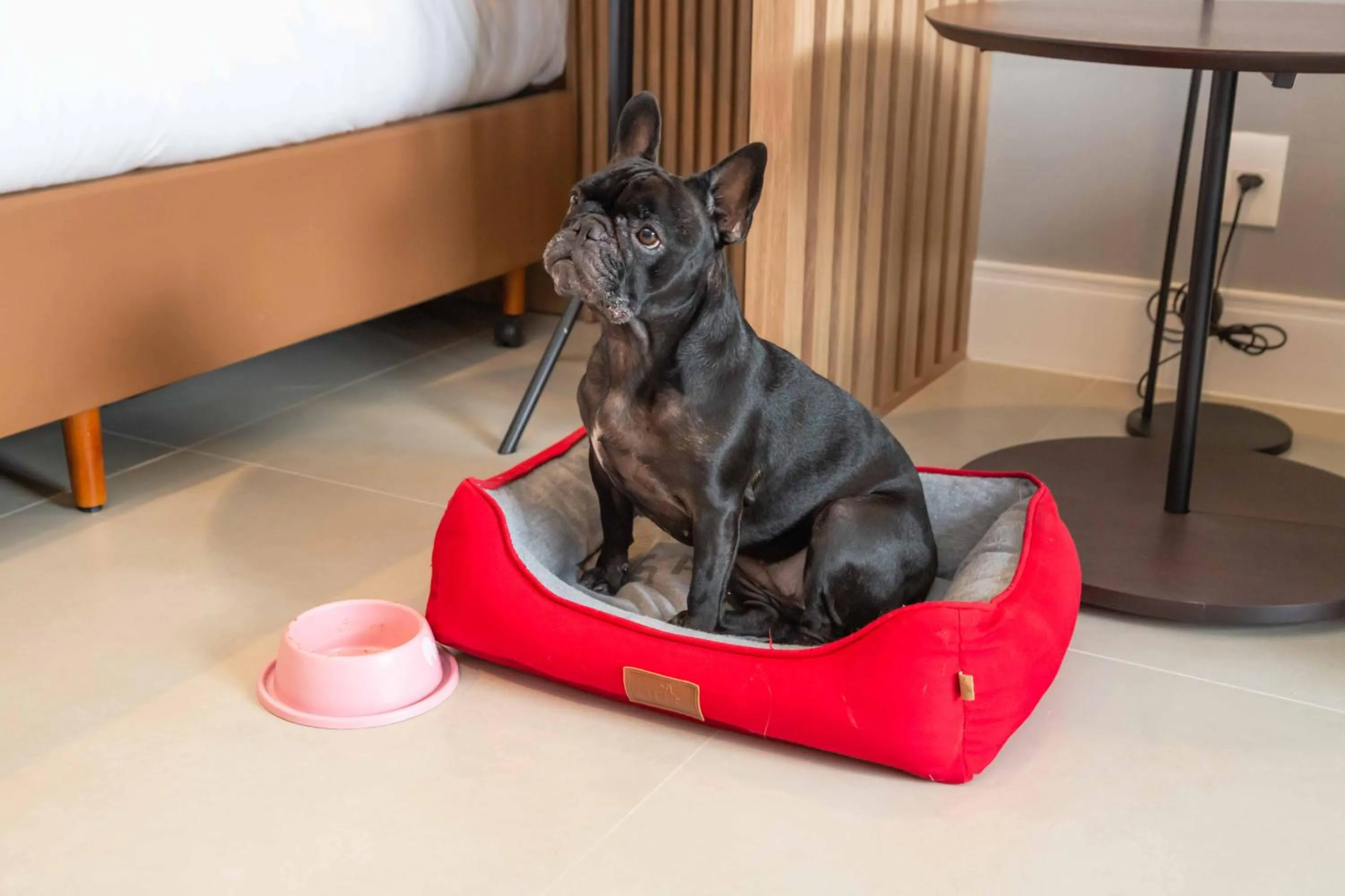 pet friendly in Hilton Garden Inn São José do Rio Preto