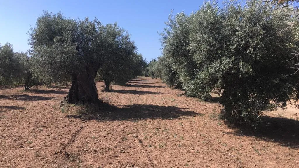 Natural landscape in Hotel Spa Pinar del Mar