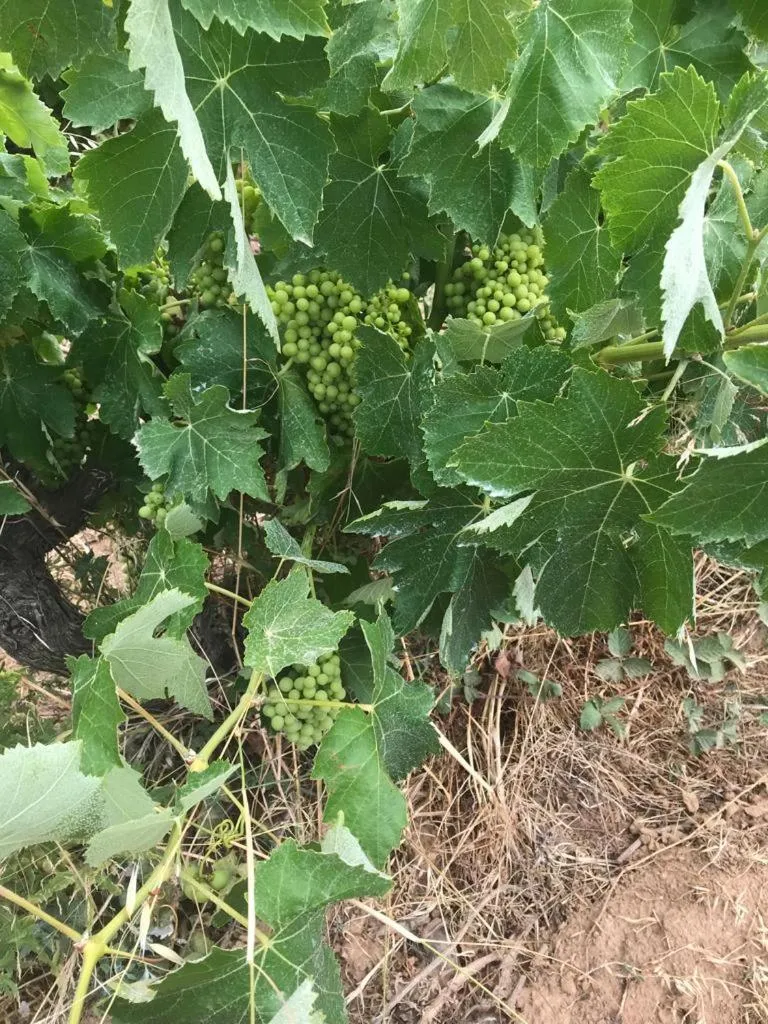 Natural landscape in Hotel Spa Pinar del Mar