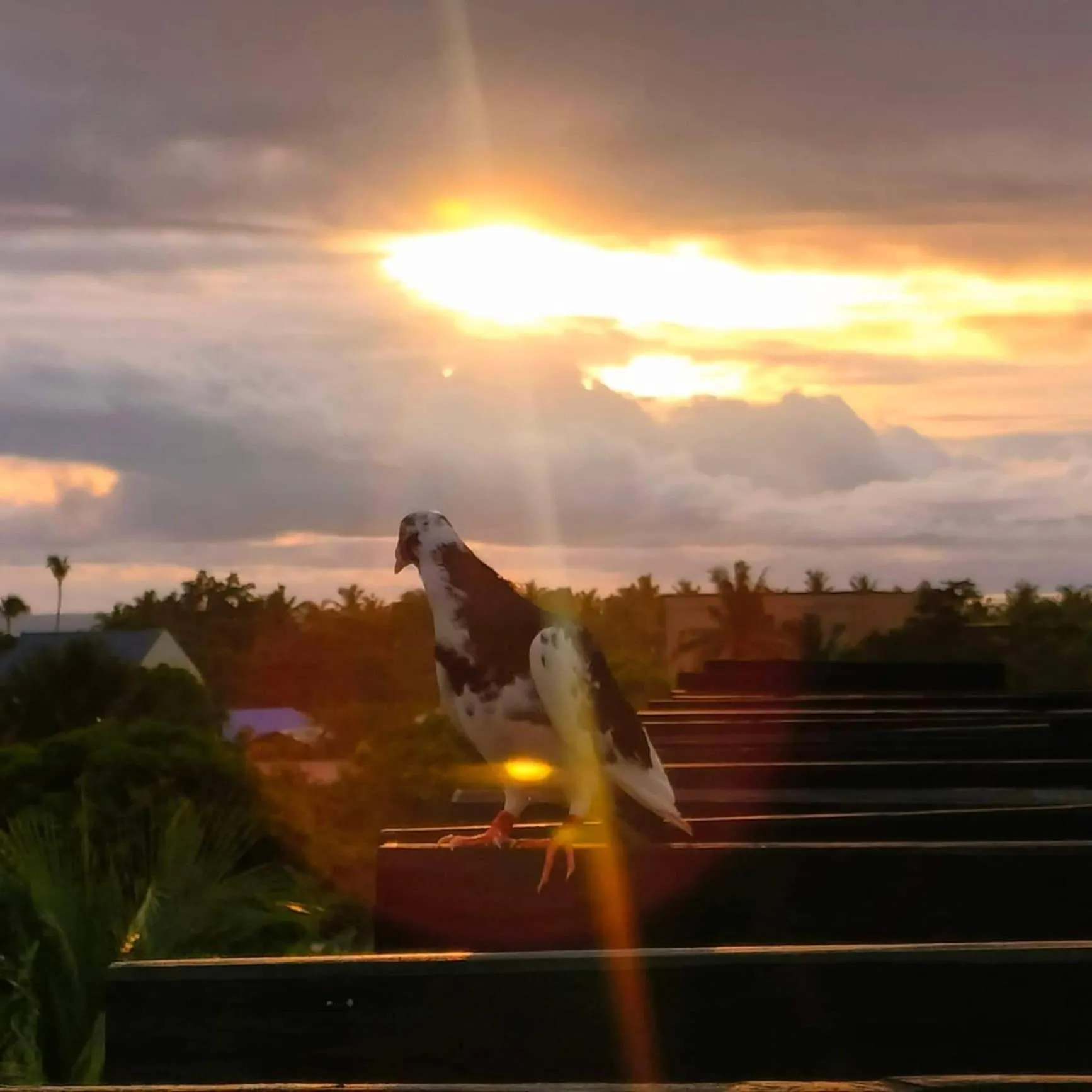 View (from property/room) in Endless Summer Hotel Baler
