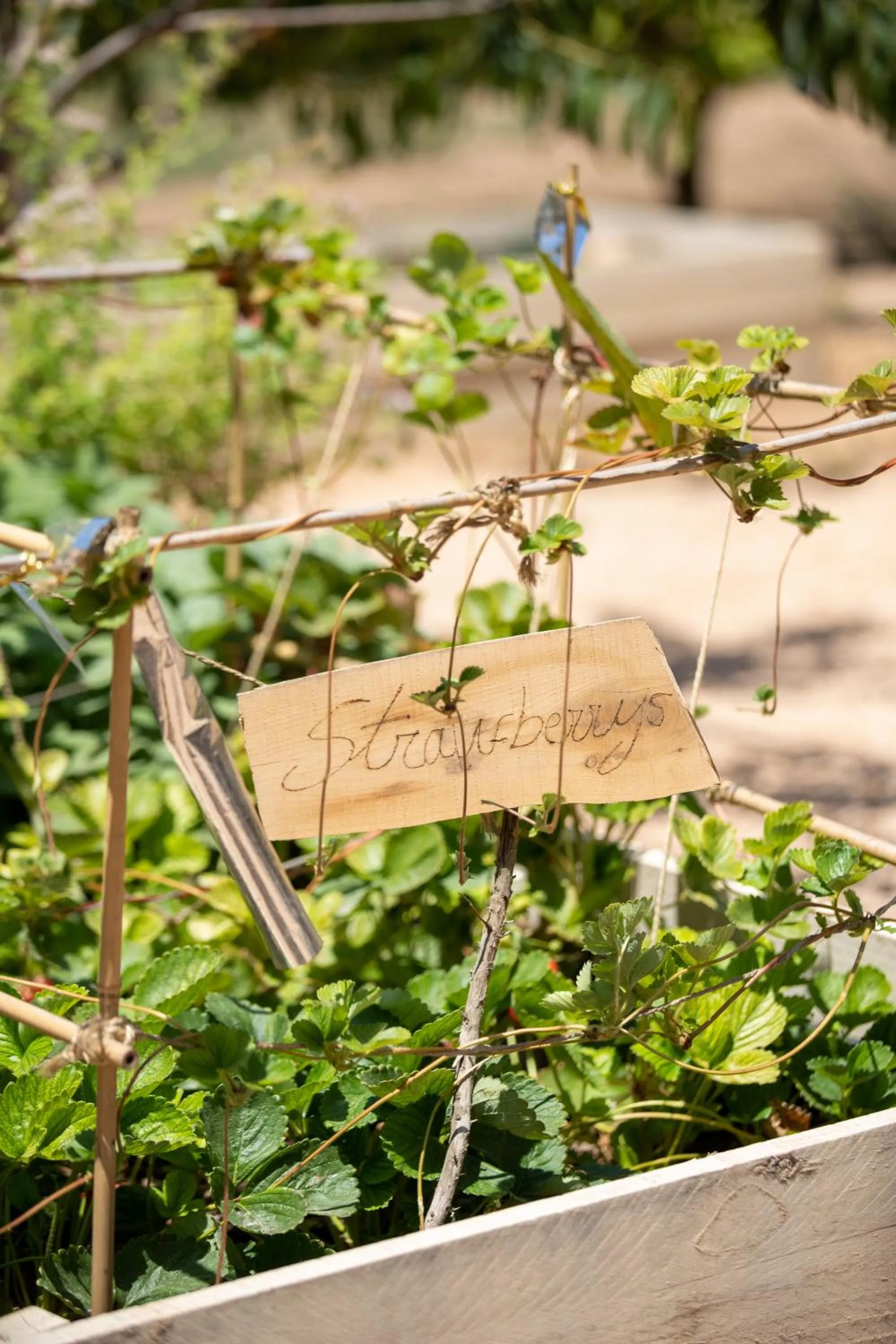 Can Arabí - Adults Only