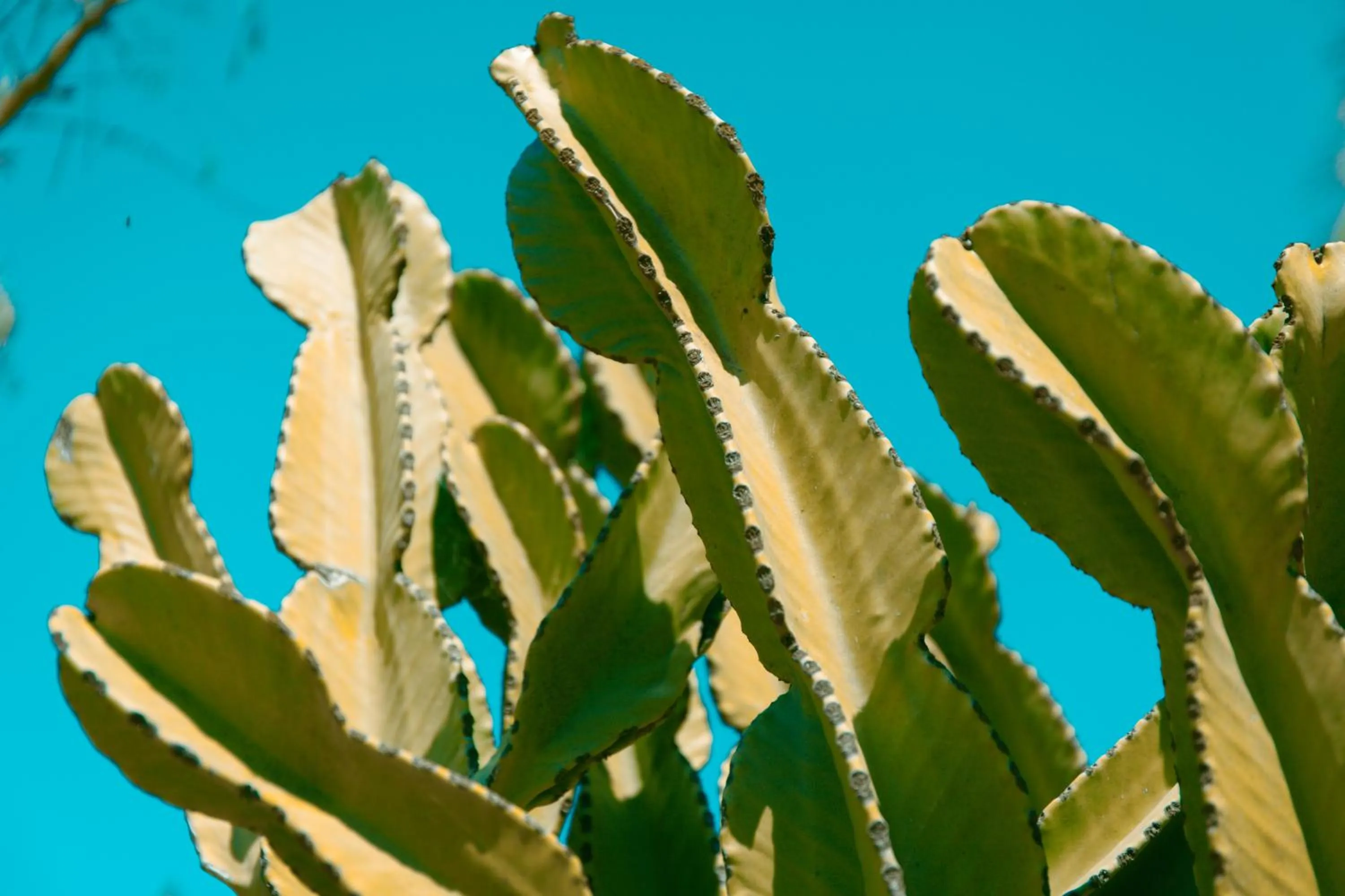 Garden in Can Arabí - Adults Only