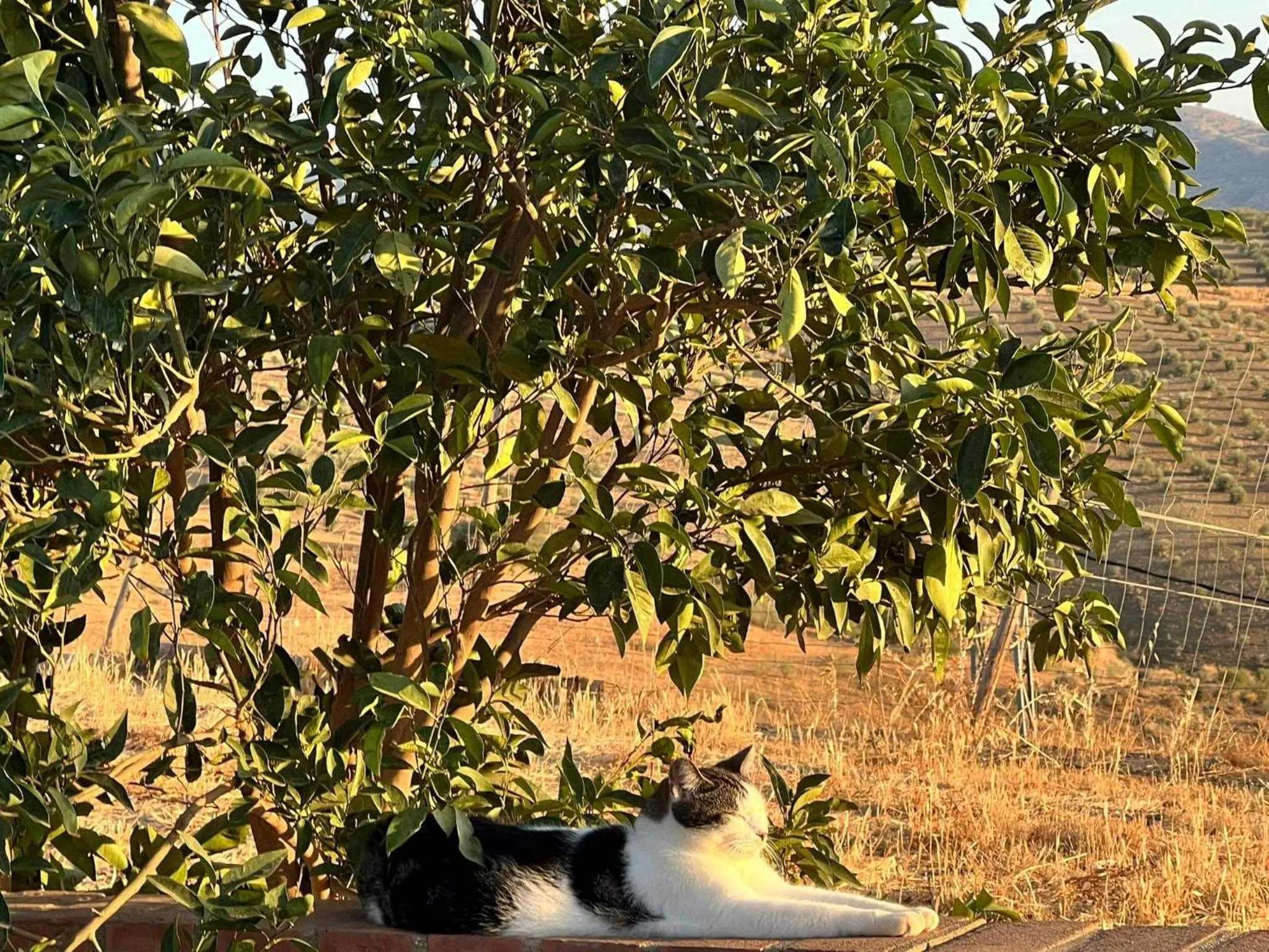 Garden view, Pets in B&B Casa Loré D'or