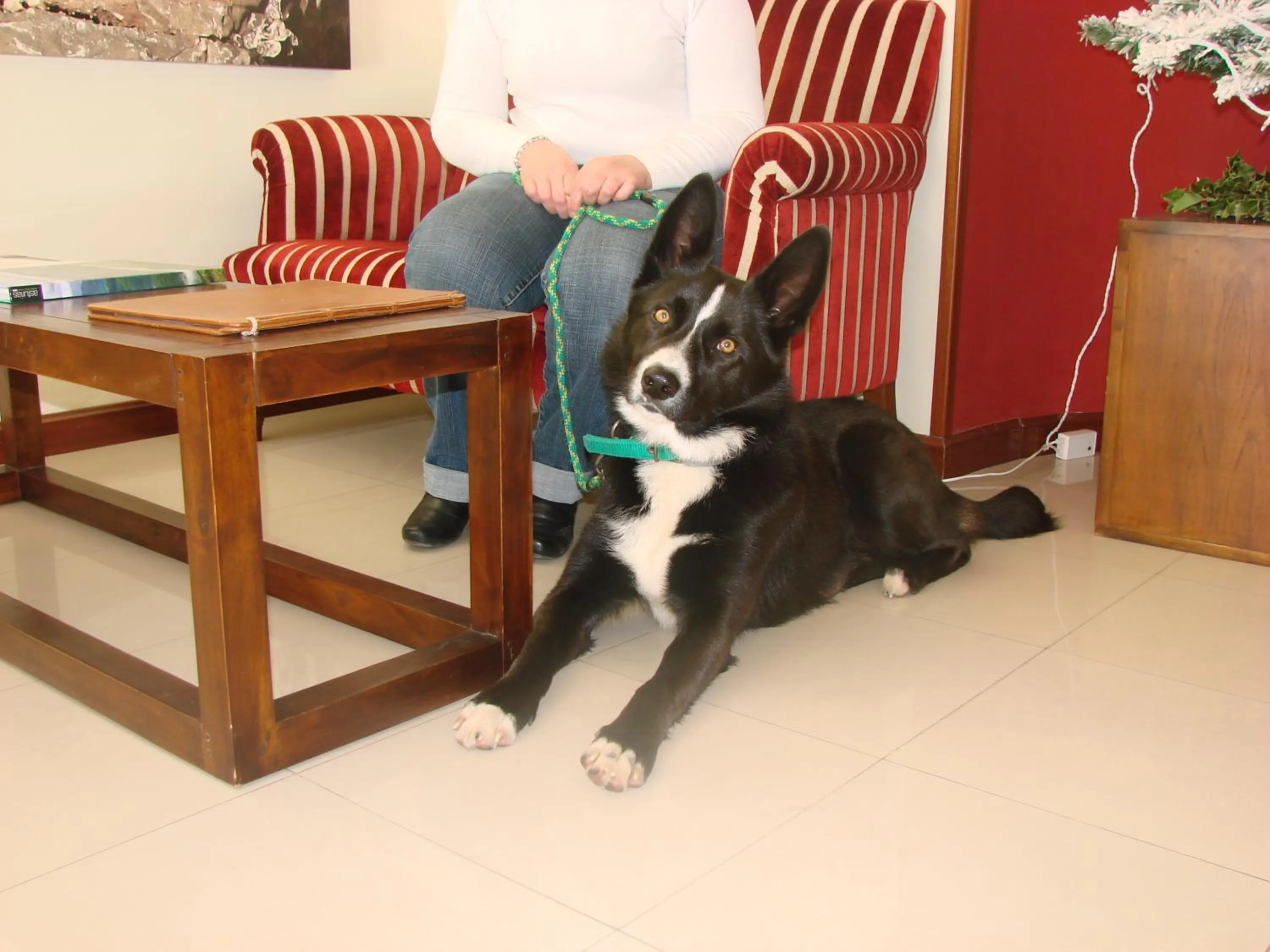 Pets in Hotel Bufon de Arenillas