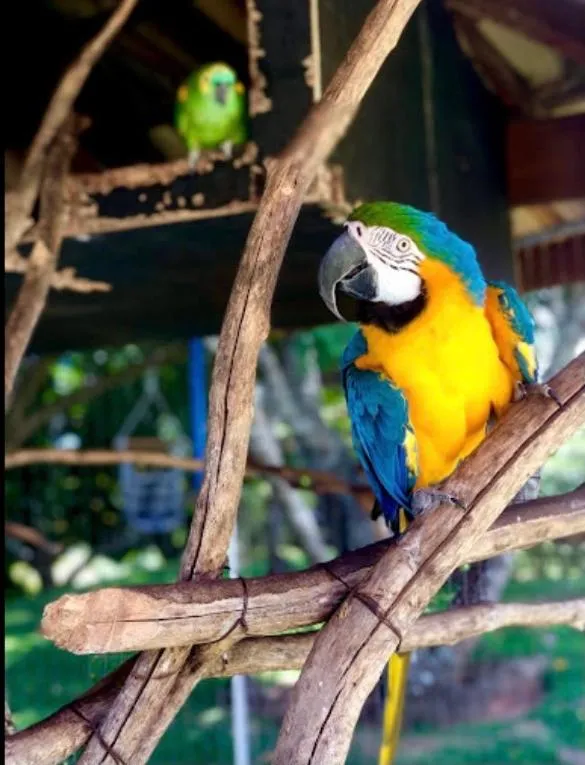 Animals in POUSADA RECANTO SÃO JORGE