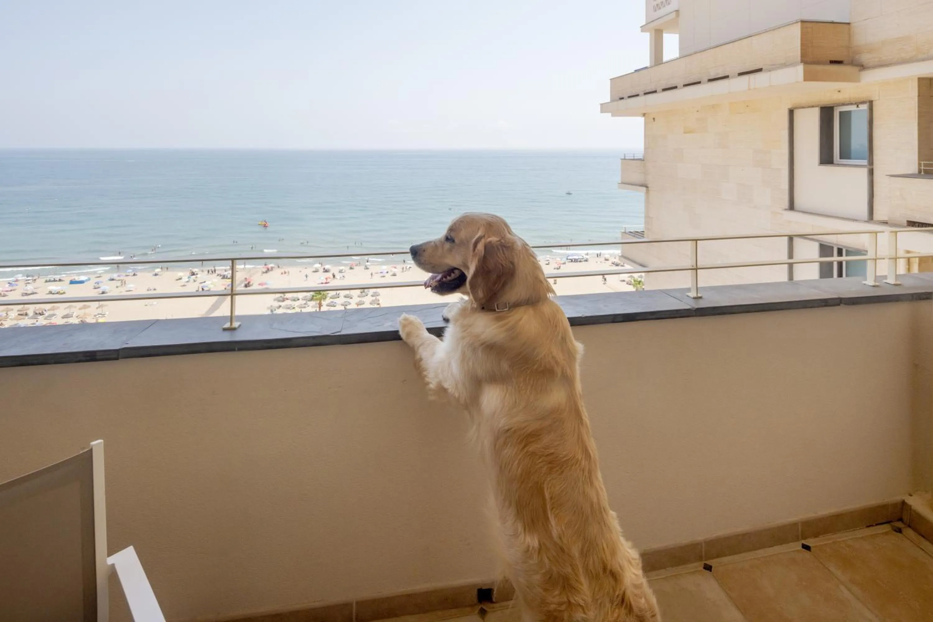 Pets in Ilunion Fuengirola