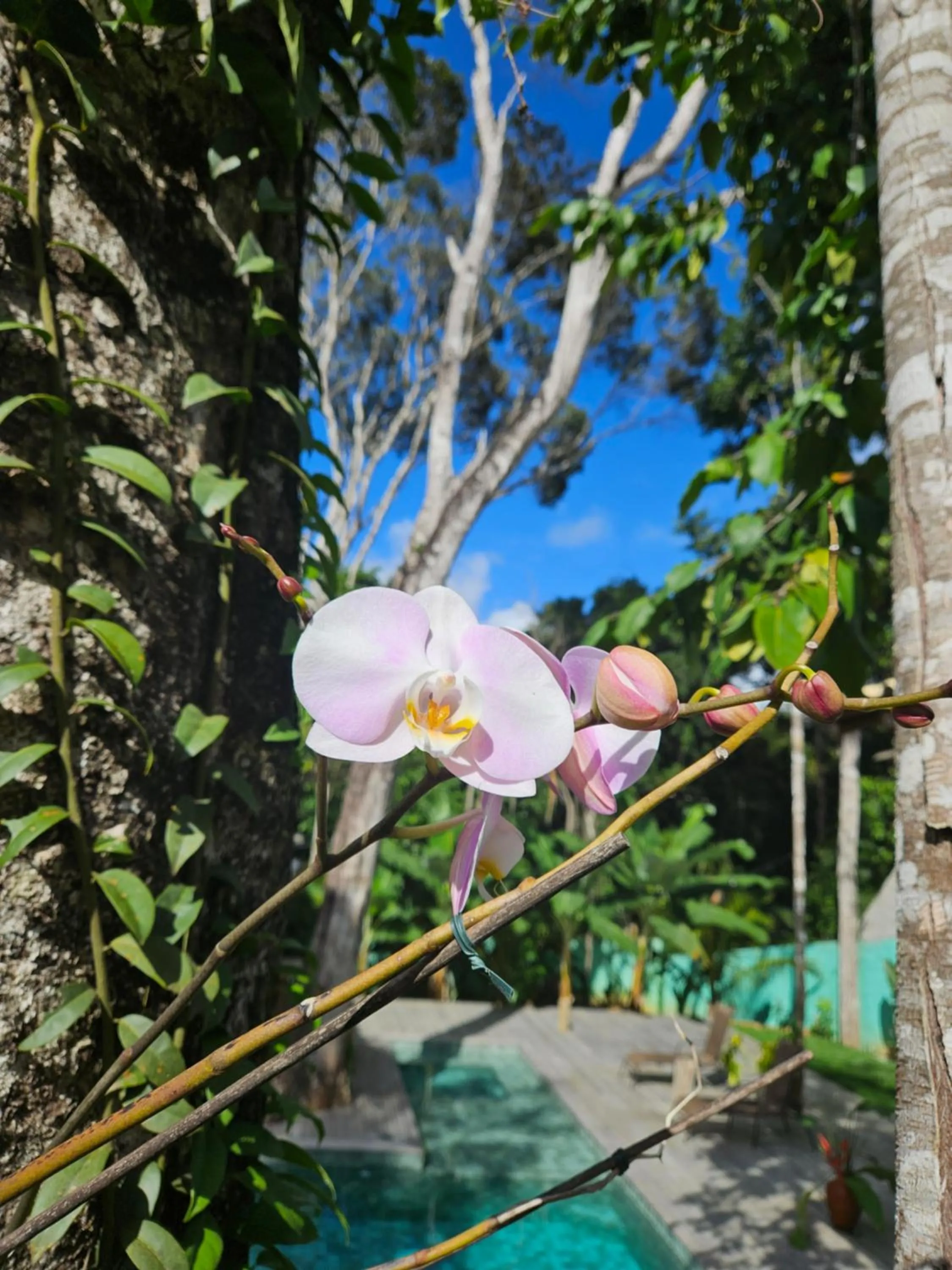 Spring in Villa Mediterrâneo Trancoso