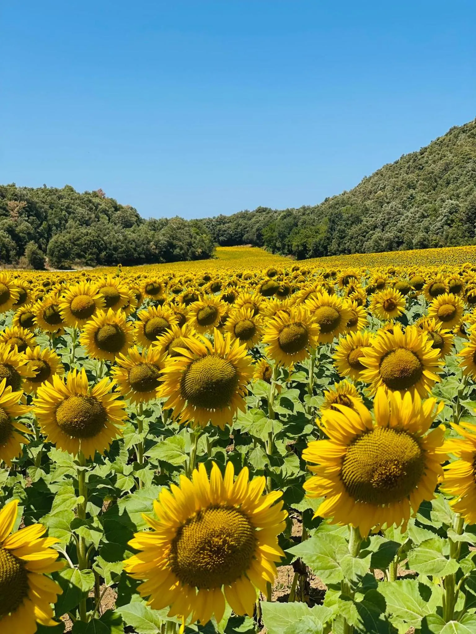 Spring in Hotel Cal Sastre