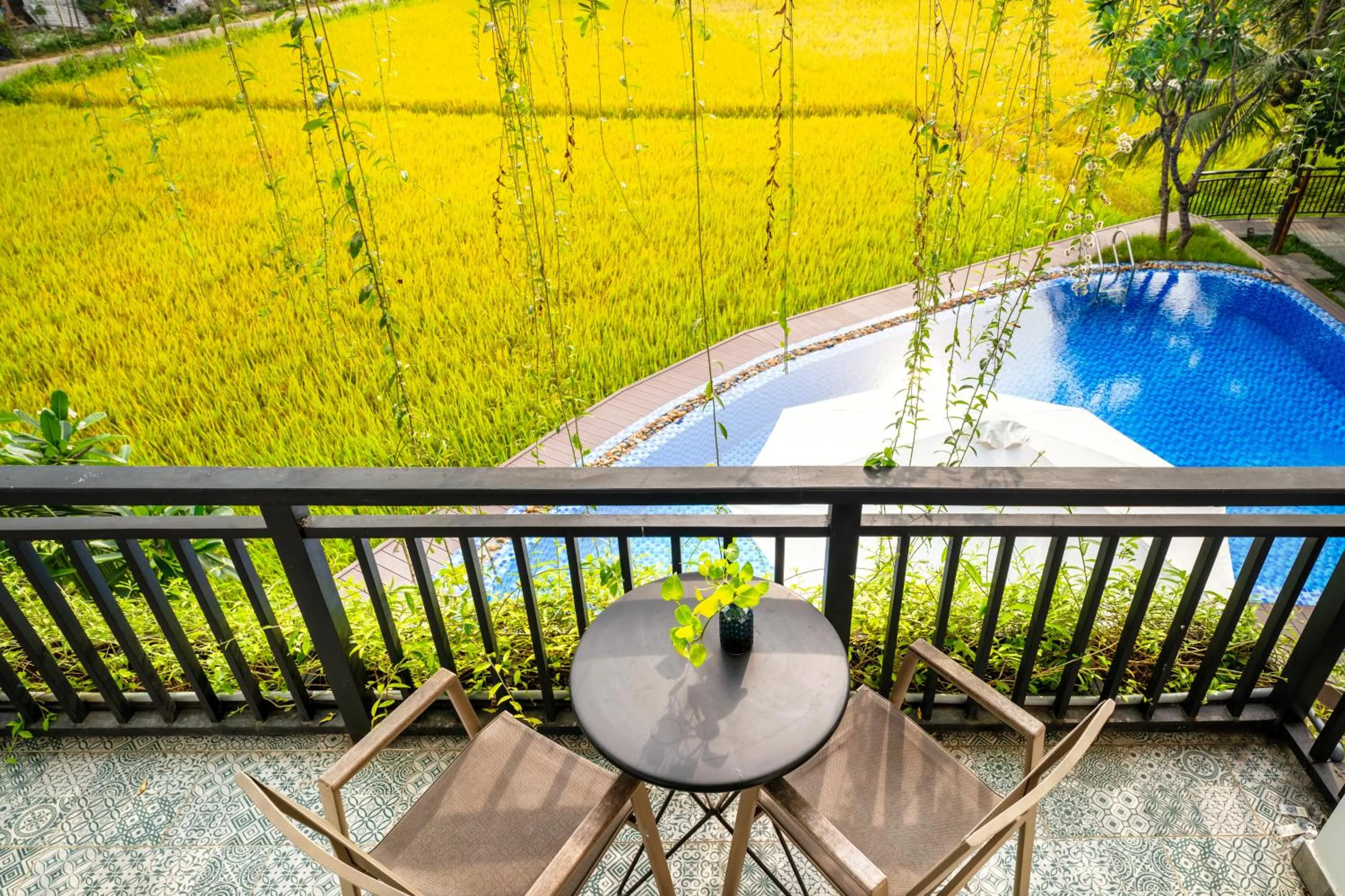 Natural landscape in Sunkised Paddy Hoi An Villa