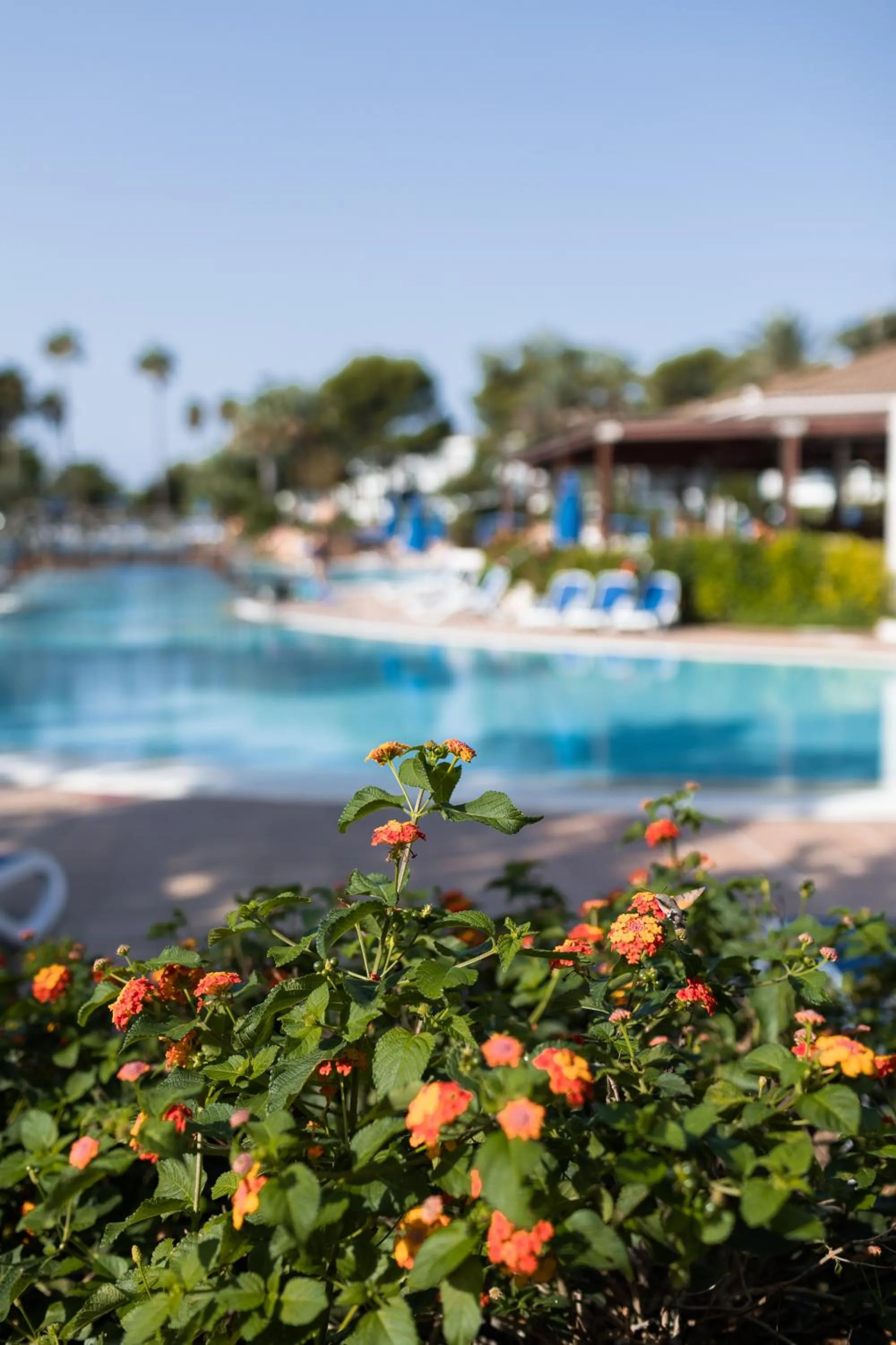 Garden in Sagitario Princesa Playa