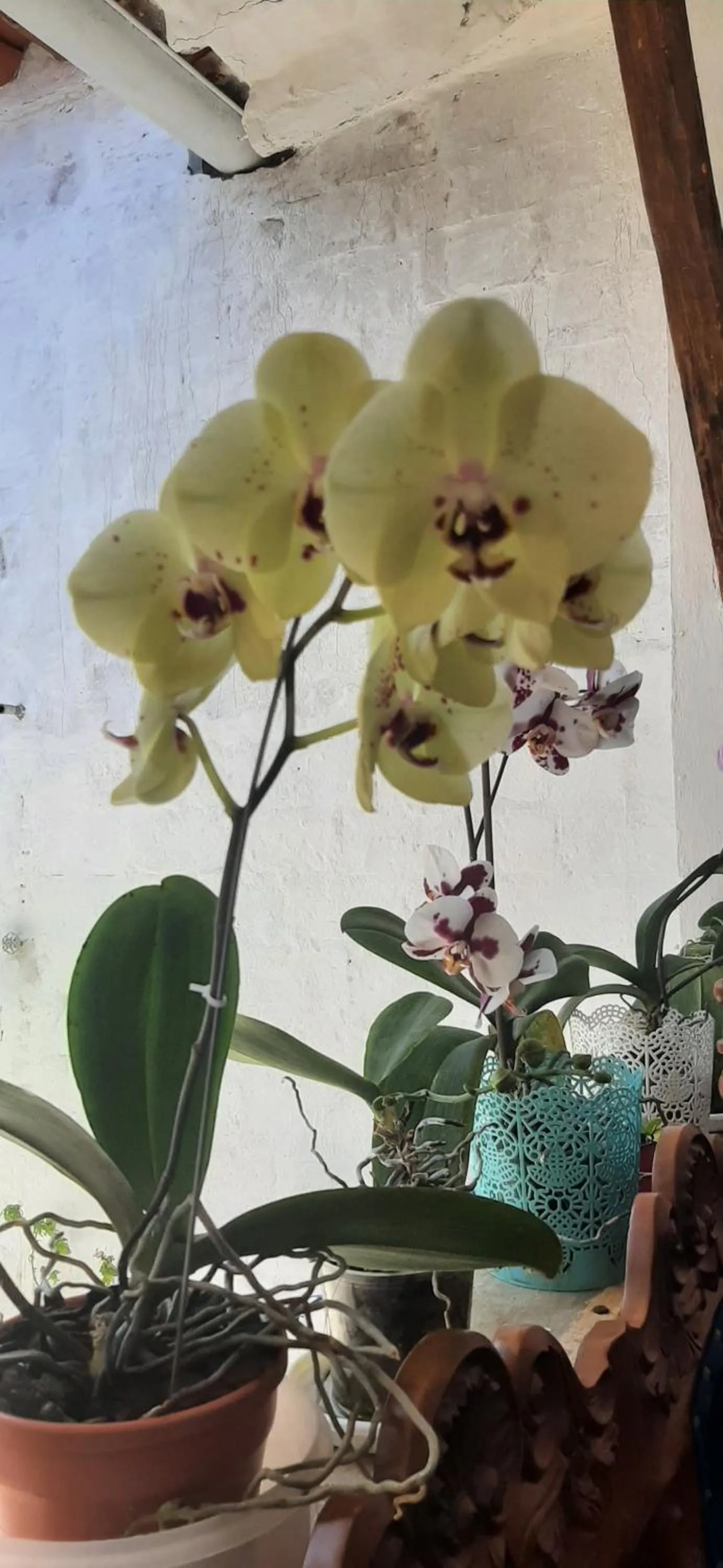 Casa Orquidea Hostal Barichara