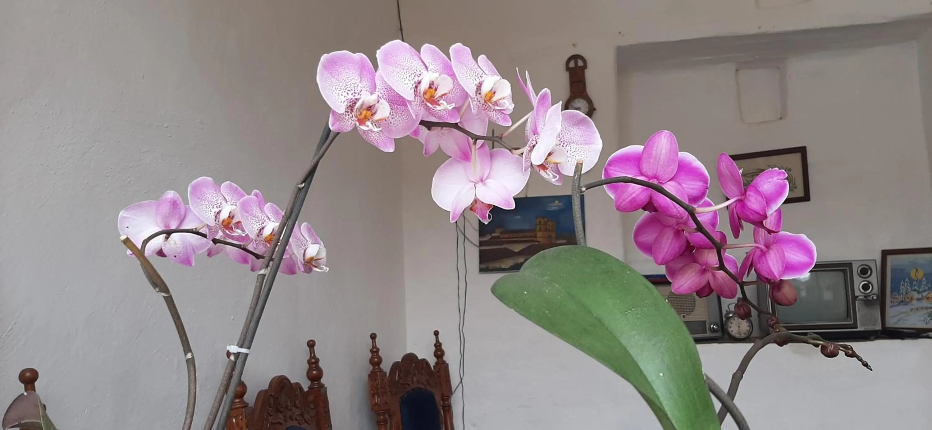 Casa Orquidea Hostal Barichara
