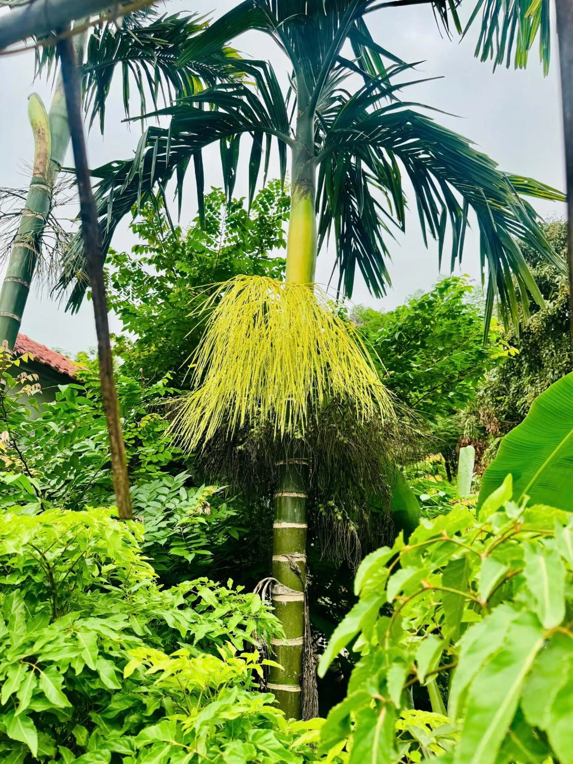 Phạm Gia Homestay Ecogarden